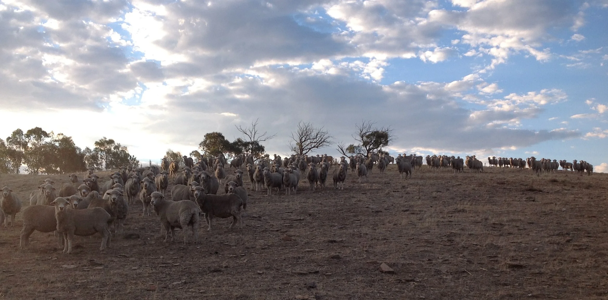 501 - Looking Forward to a Fine Future.jpg