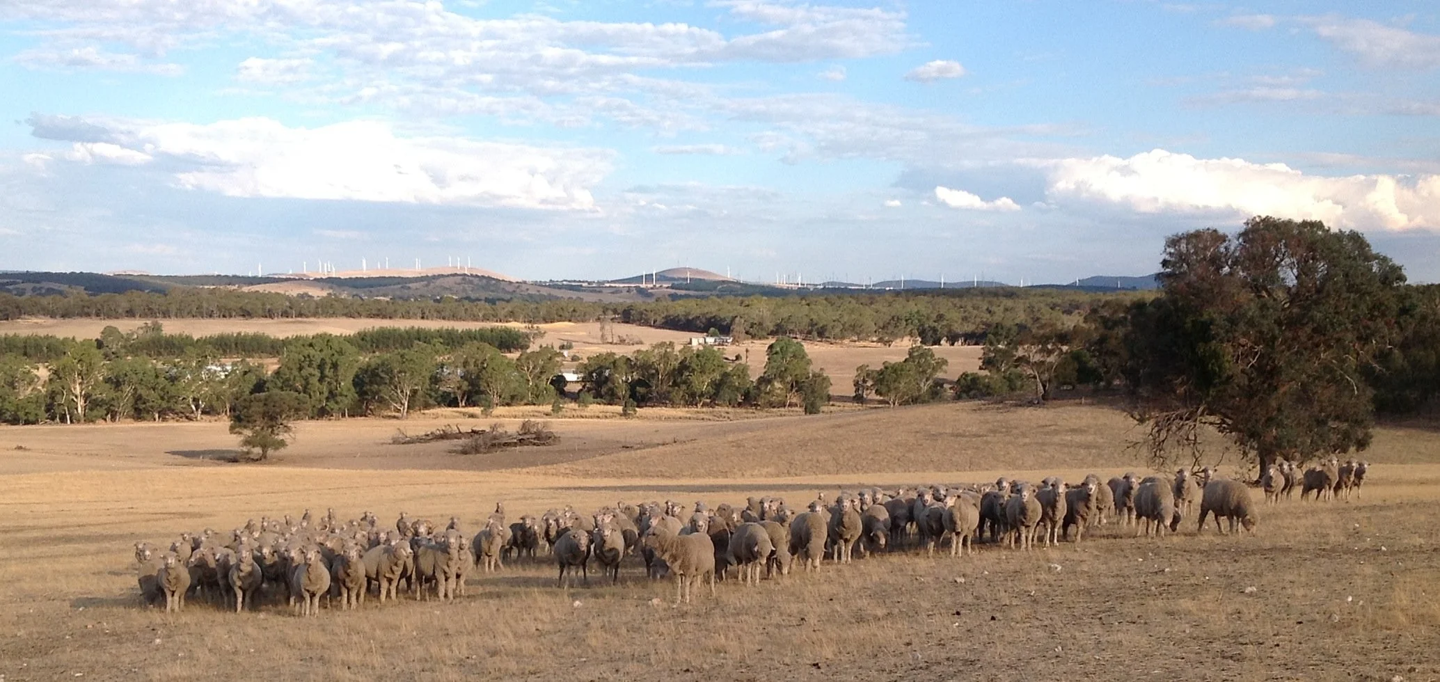 501 - Fibre for the future.jpg