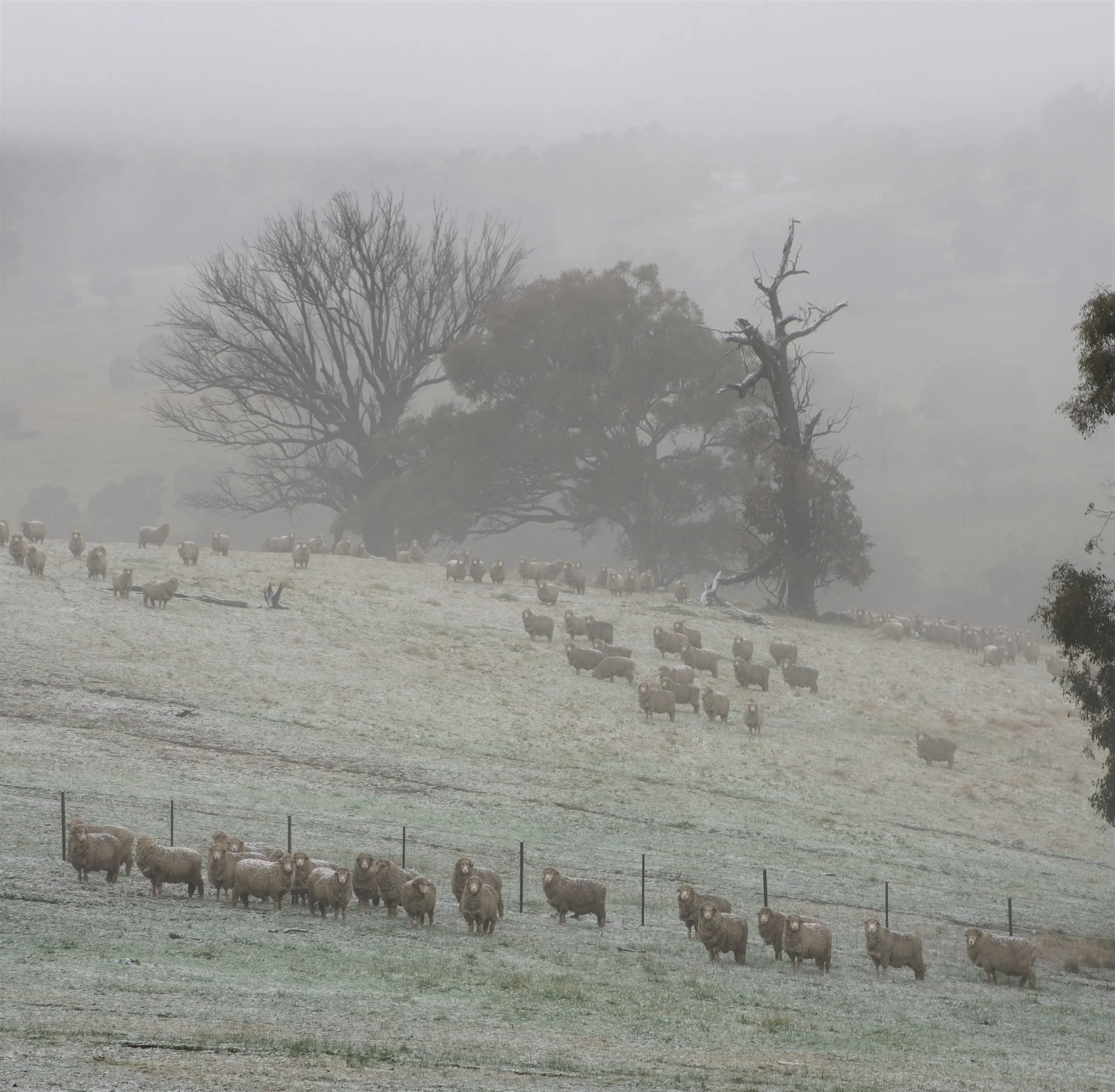 Staying Warm Wrapped in wool 305c.JPG