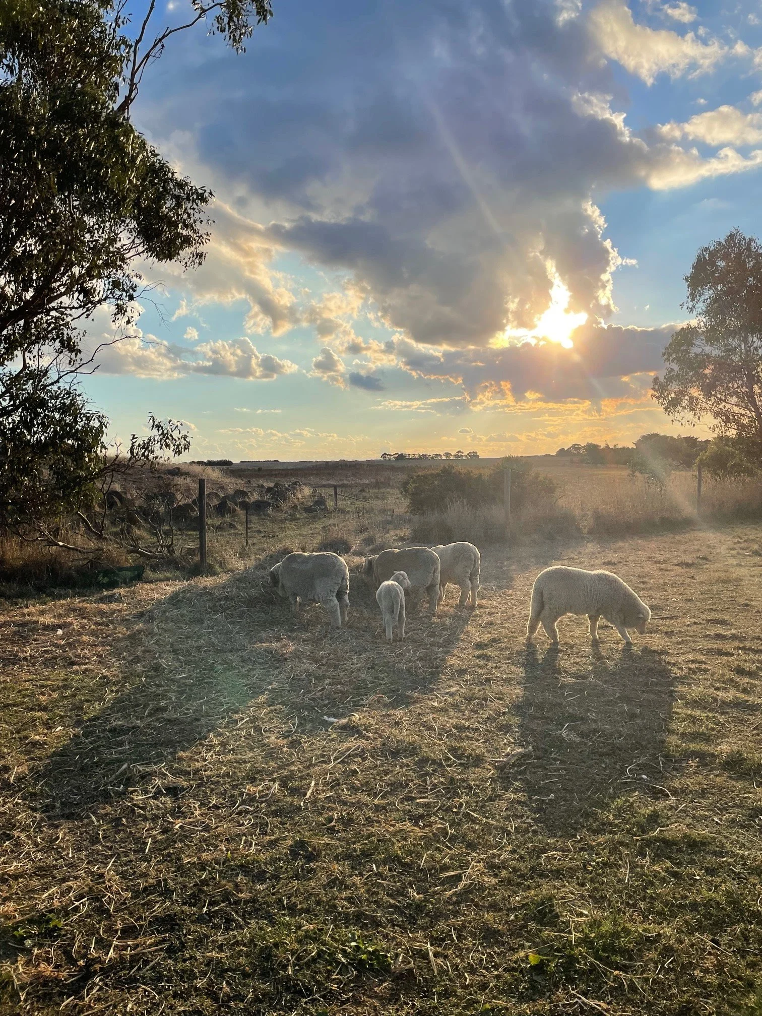 IMG_4870 Sunset Light Adjusted 468 RLoader.jpg