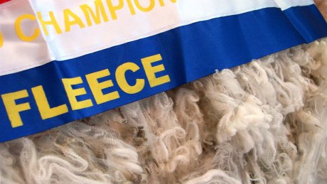 Japanese wool brokers continue to require the highest standard of fine micron fibre. (ABC Rural: Arlie Felton-Taylor)