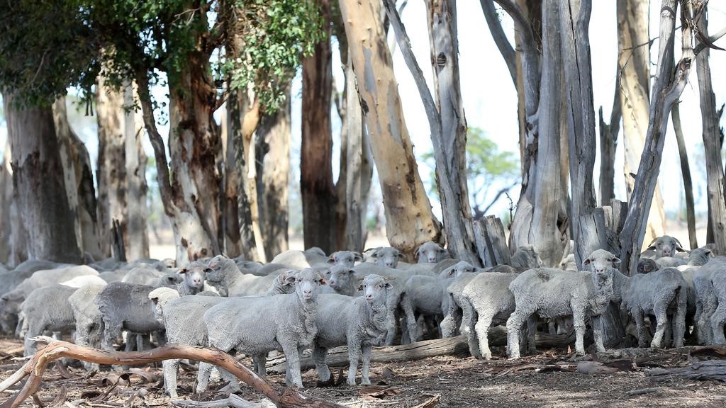 Kinghorn sheep.jpg