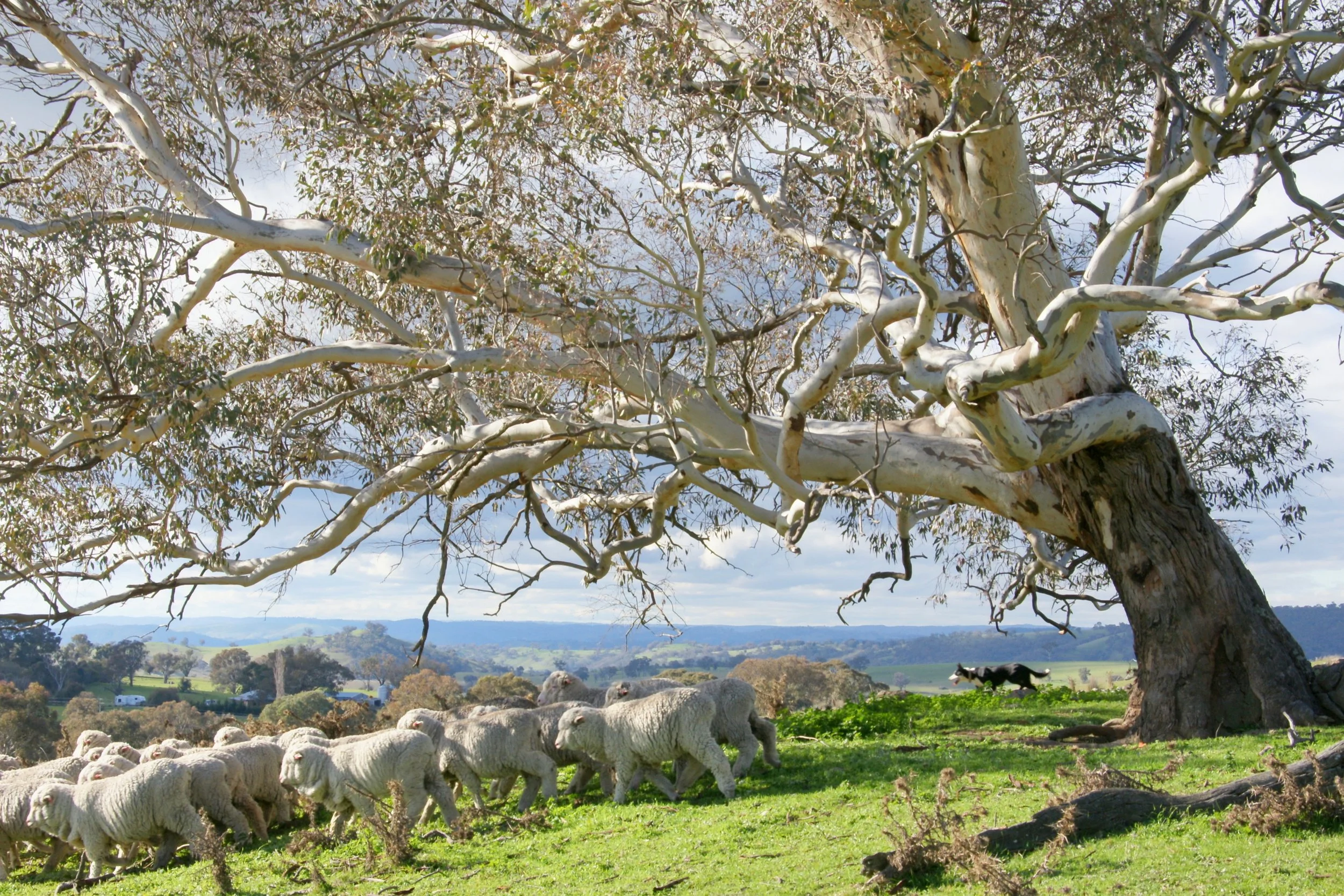 305 Shearing & snow 039a.jpg