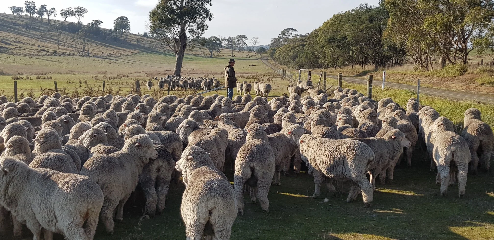 Counting sheep small.jpg