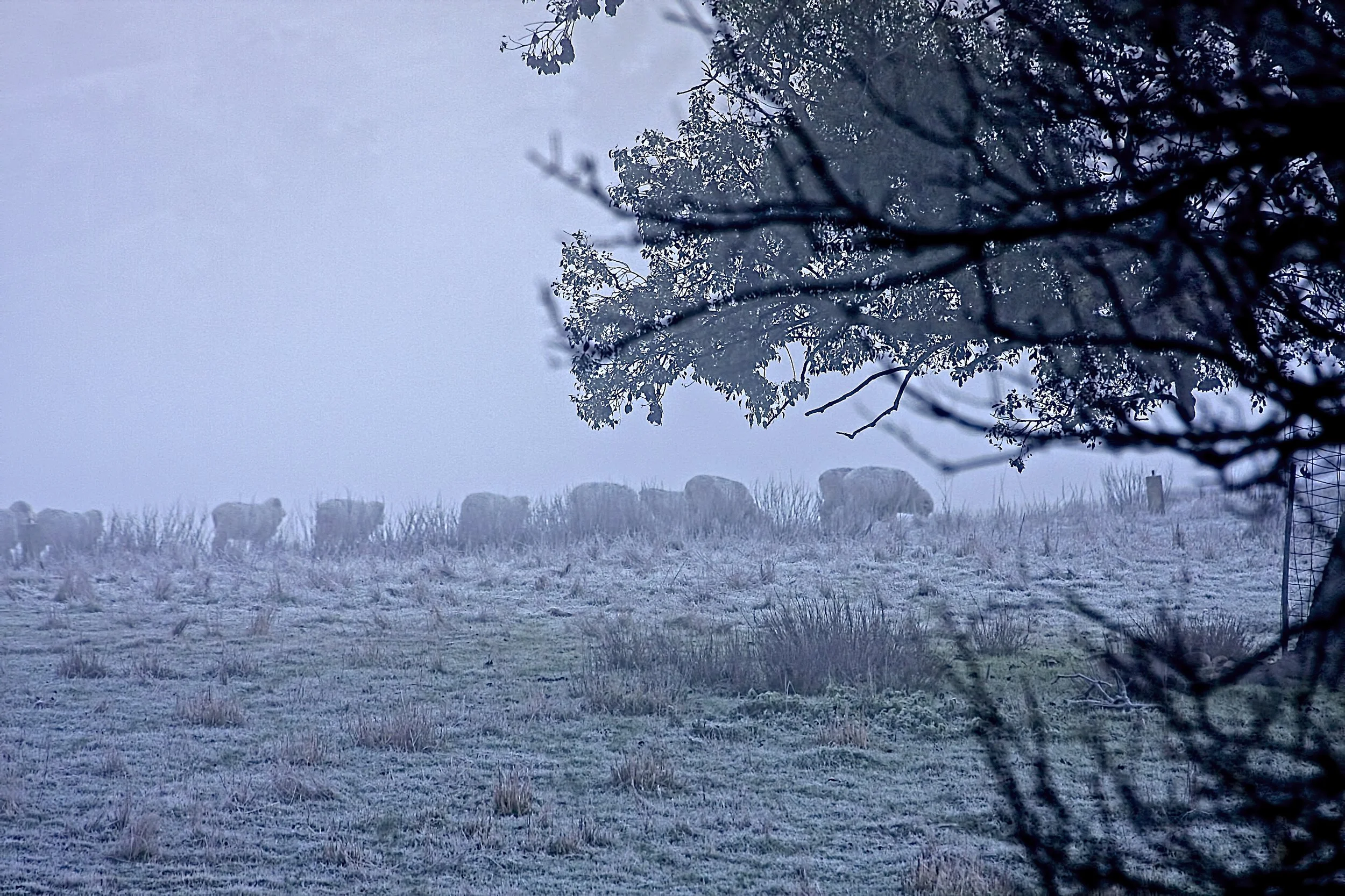 67 Woolies in the mist.jpg