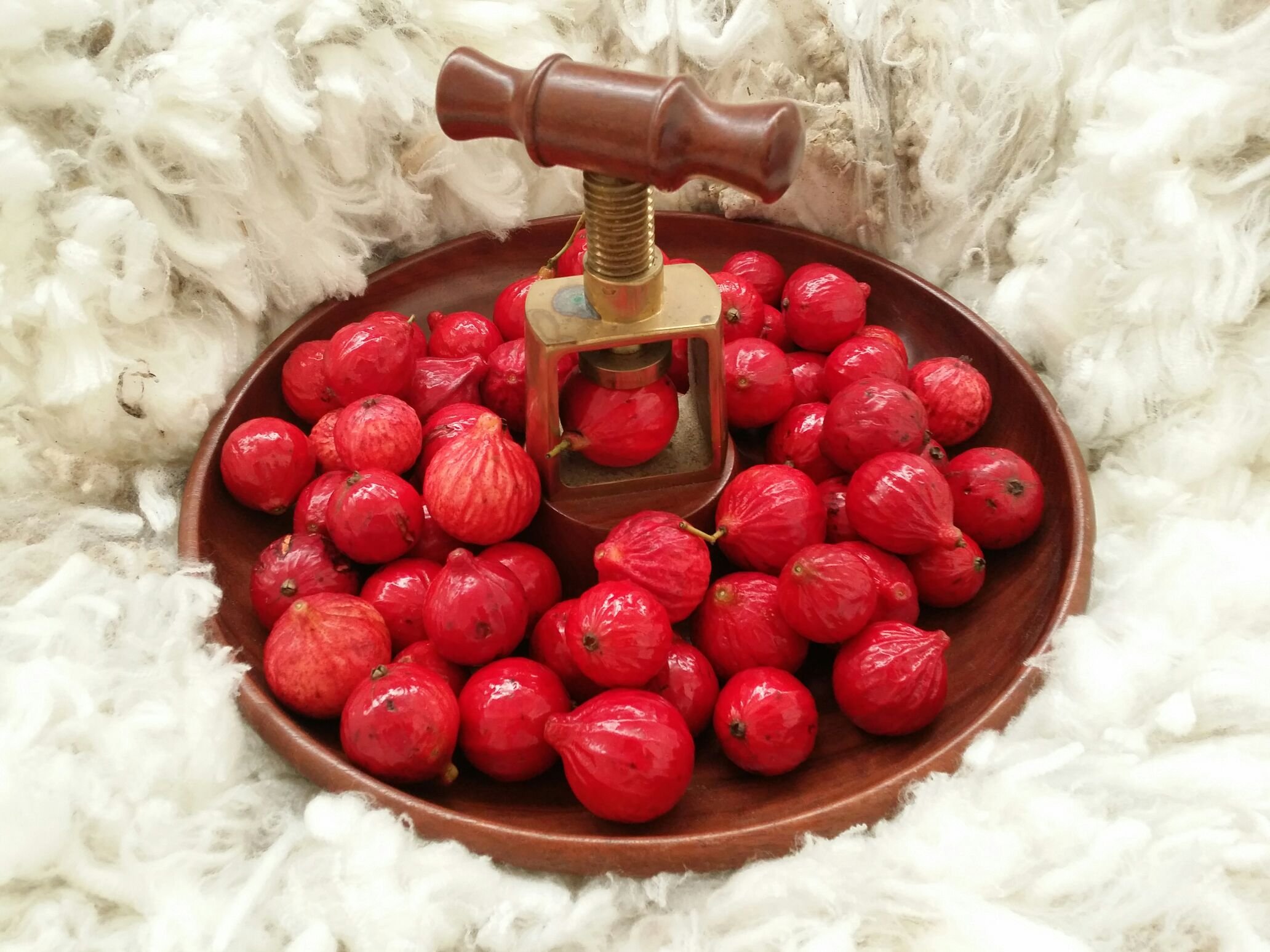 538 - Quondongs from Garth.jpg