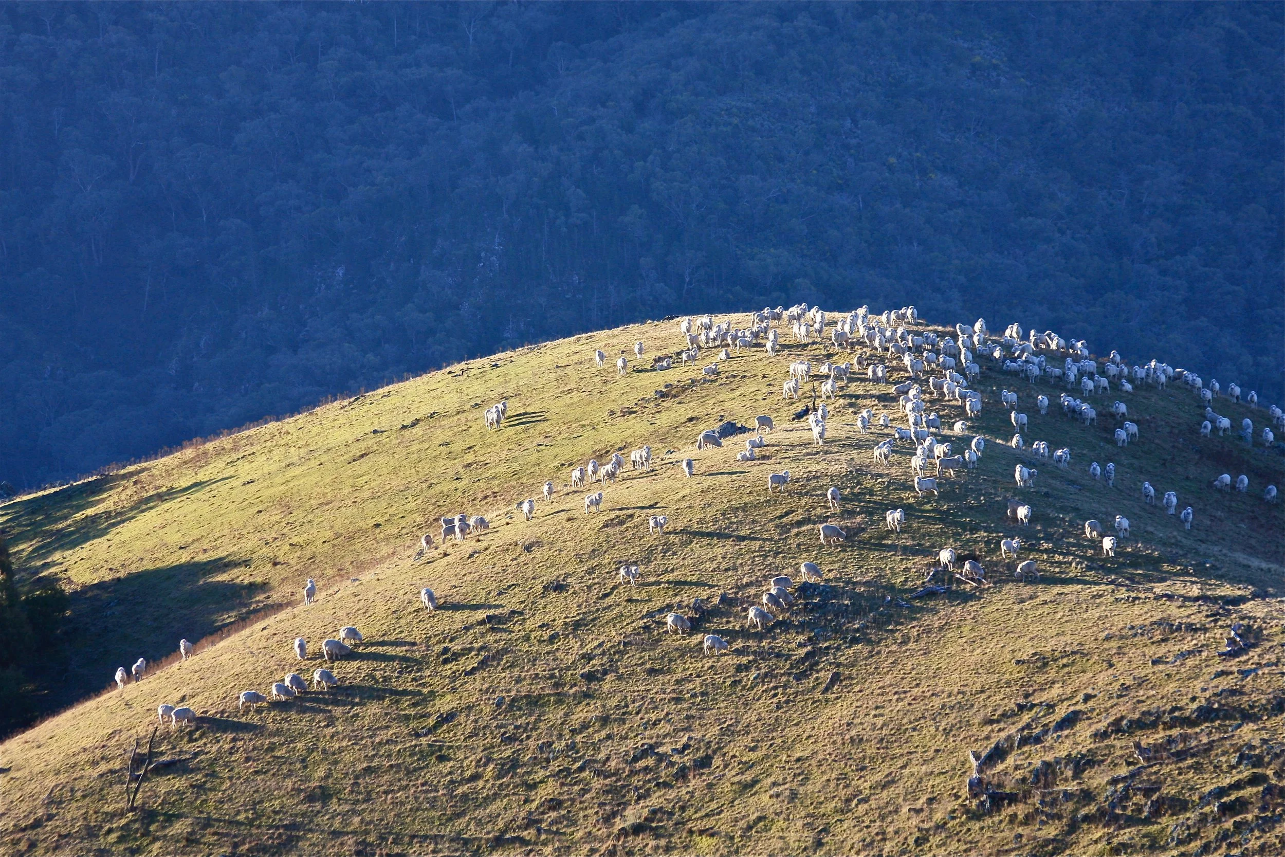 67a - Last rays of sun. Cooradigbee, Wee Jasper.jpg