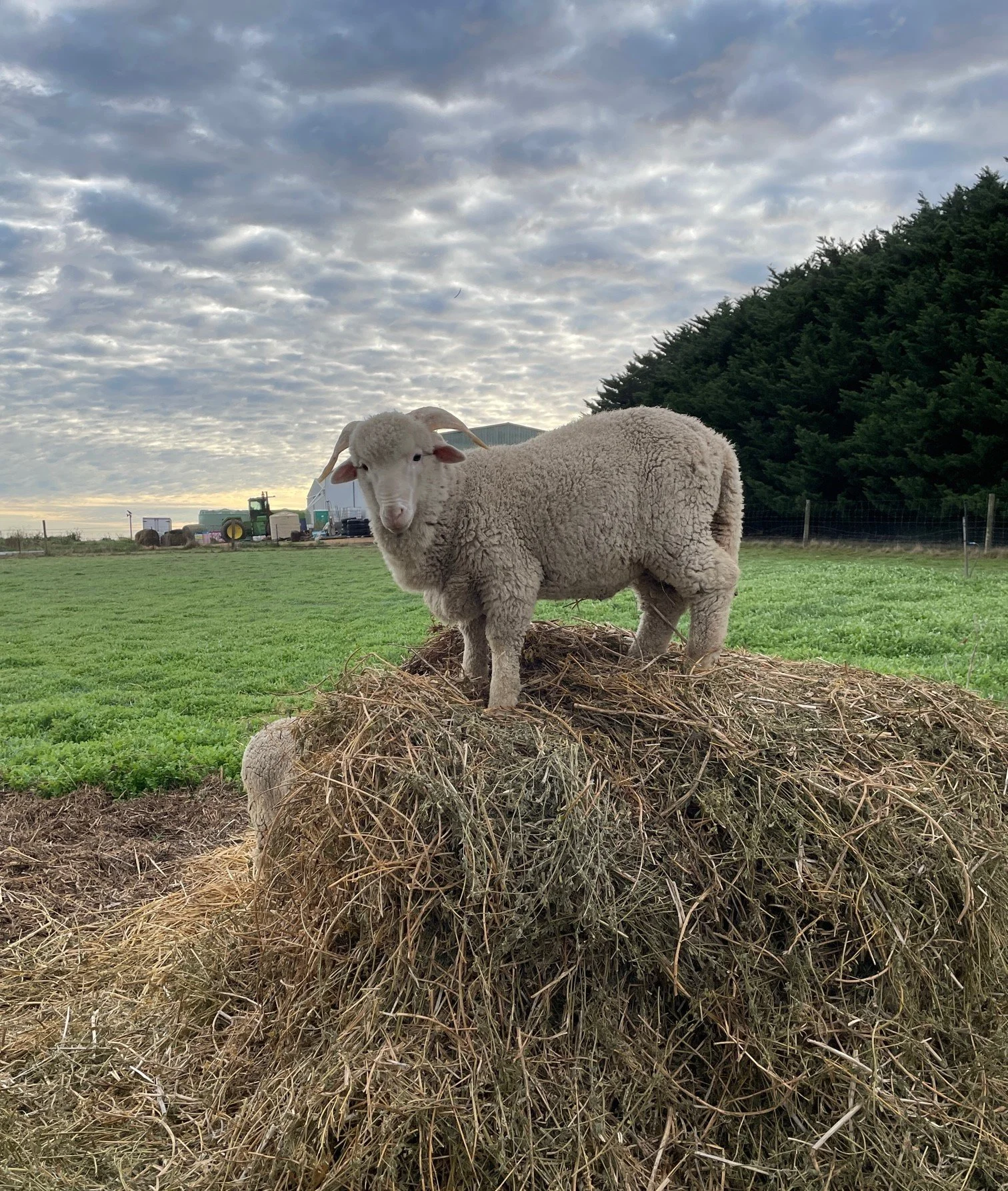 IMG_6525 Ed on Haybale cropped 468RLoader.JPG
