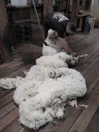 58b - Shearing the big fella sm.jpg
