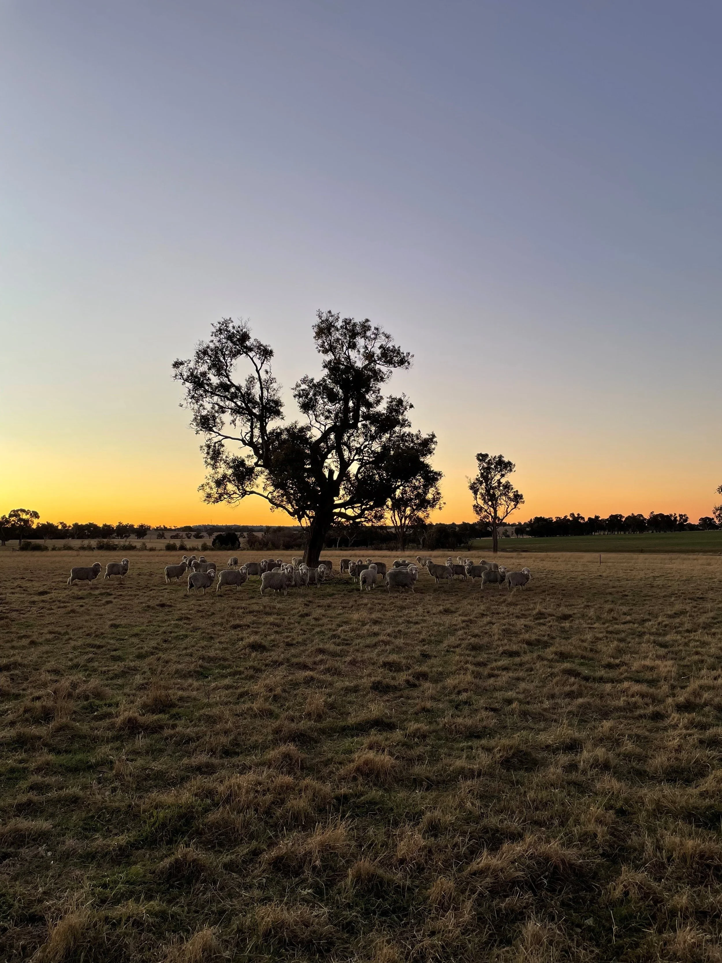 31a PB Sunset Majestic Ewes.jpg