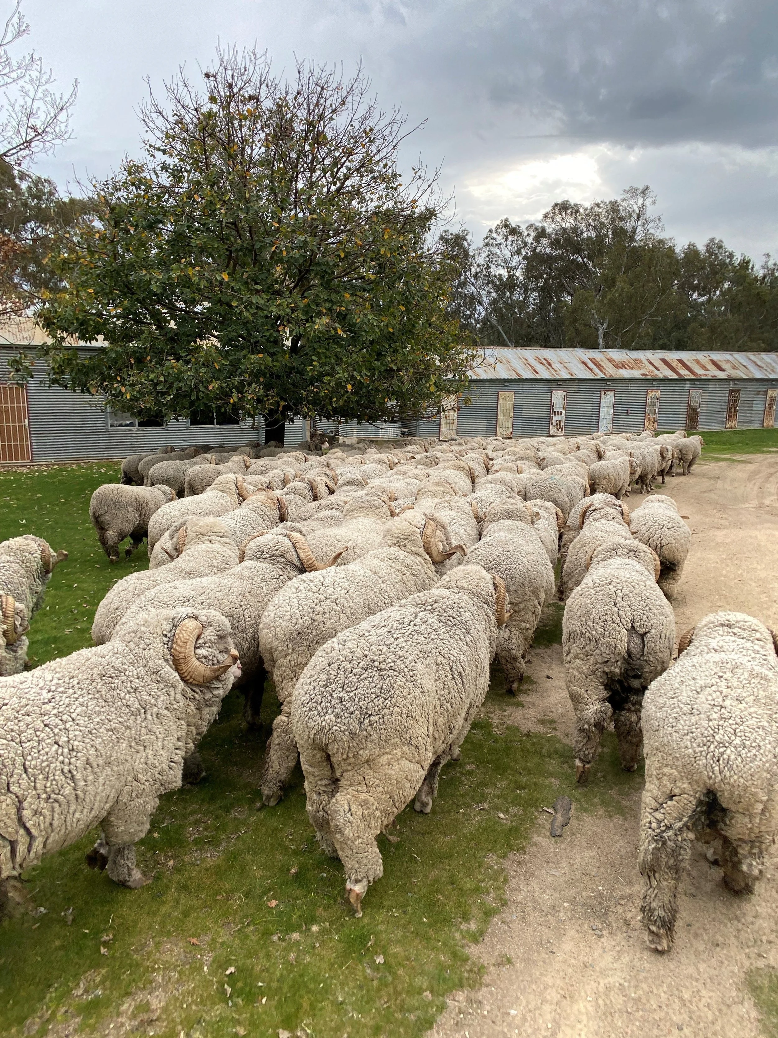 14JB Bringing the Rams Home.jpg