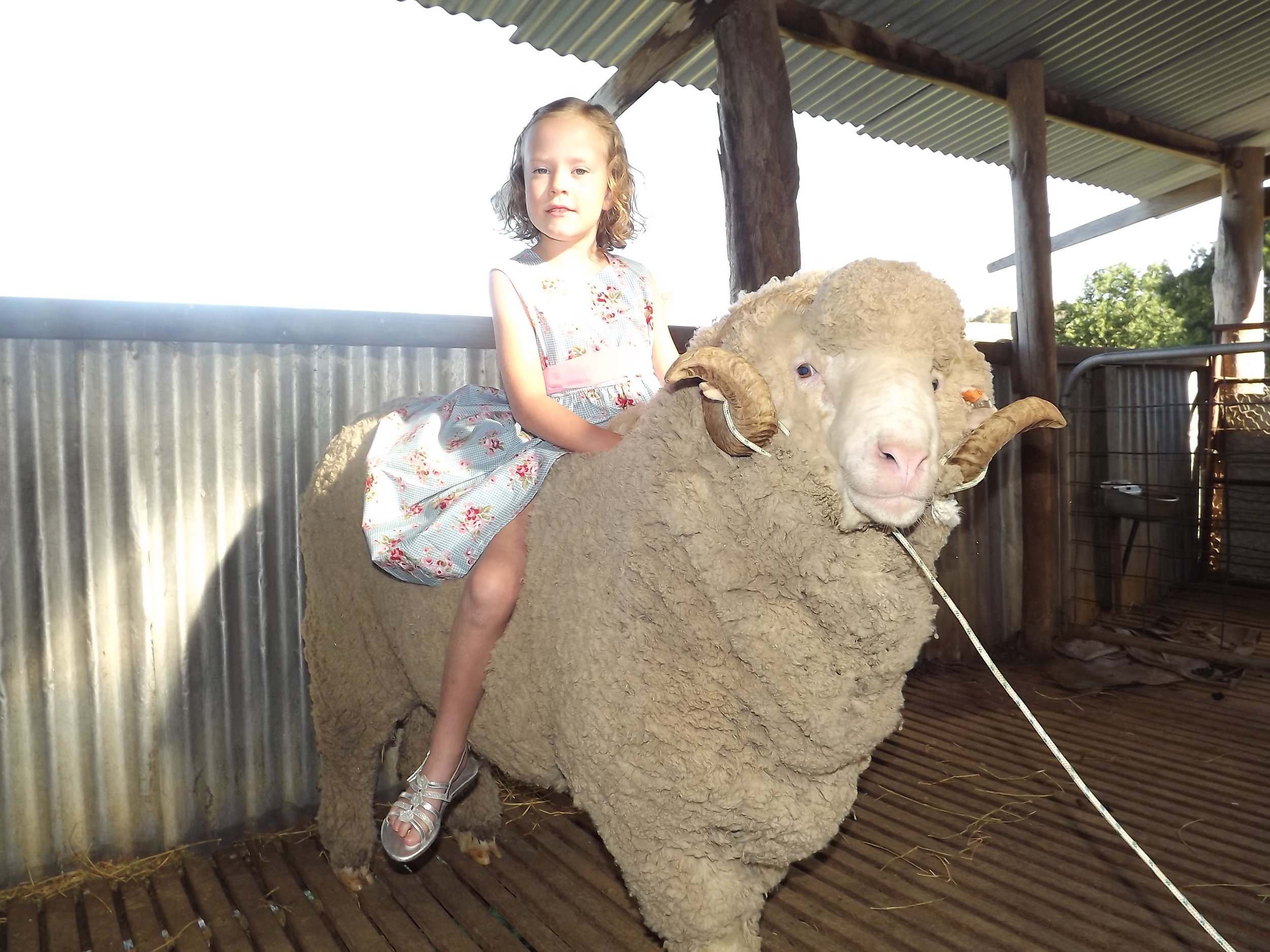 179a - Riding on the sheeps back.jpg