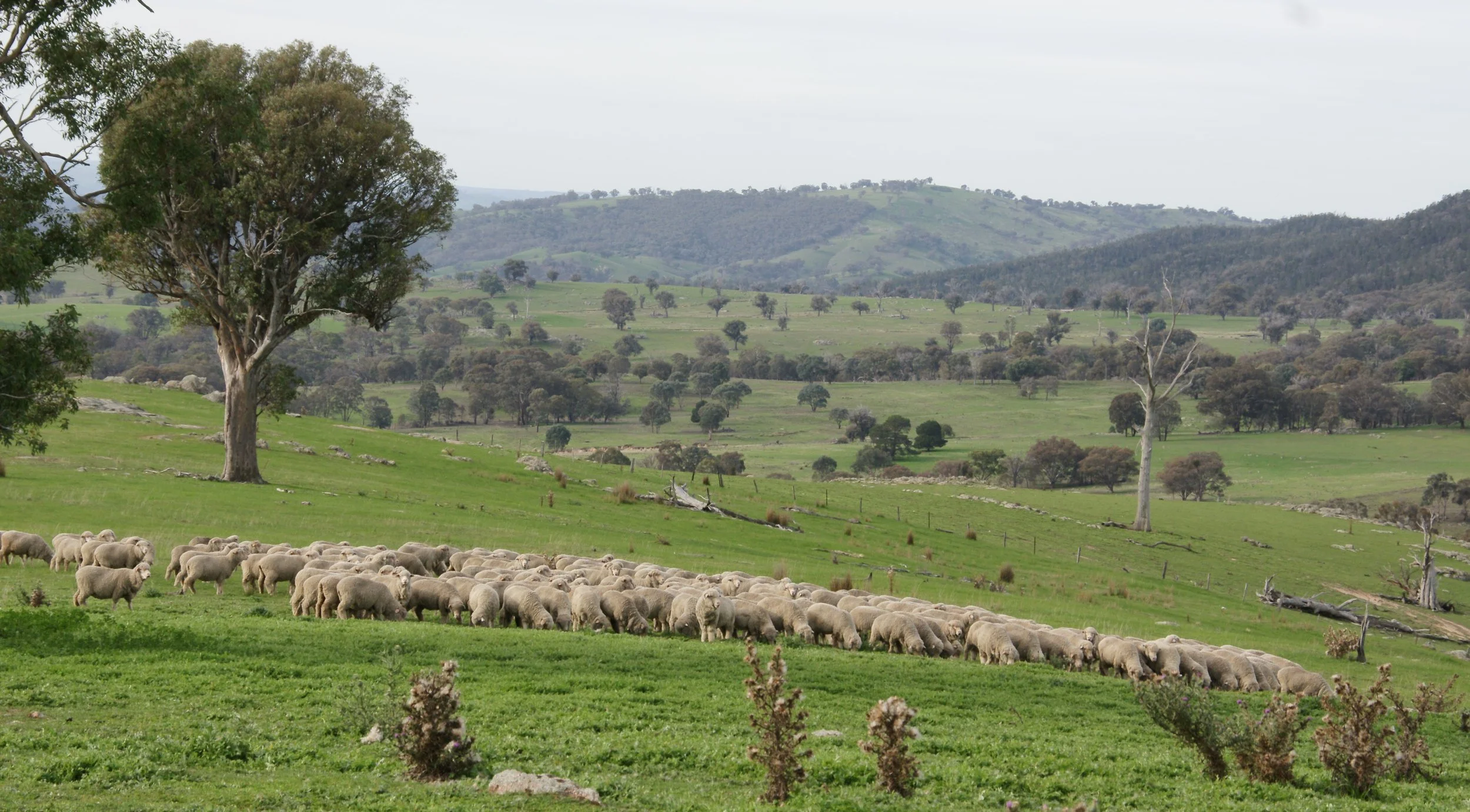305 a Sheep, chooks & horses 042.jpg