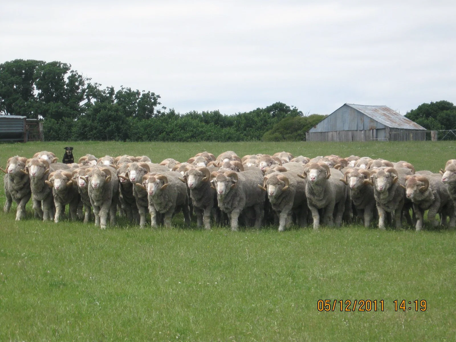 65 - JC - Hello Dolly.jpg