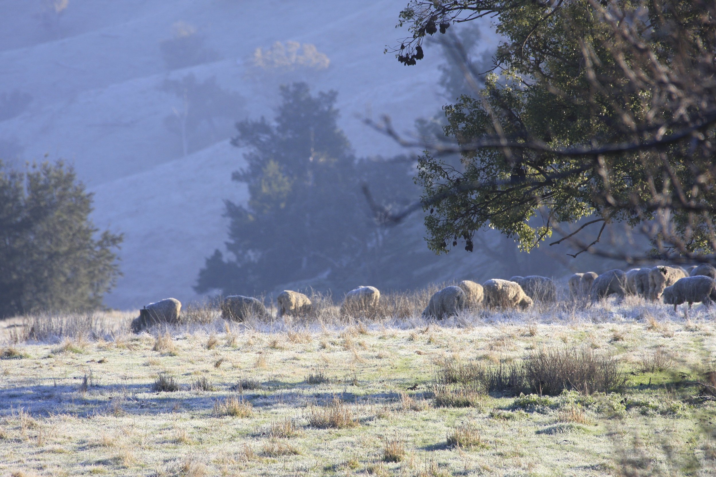 67 Woolies in the Frost.jpg