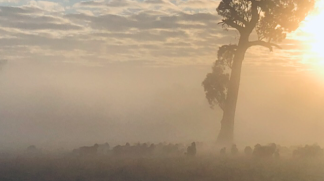 14c Morning Misty Muster.PNG
