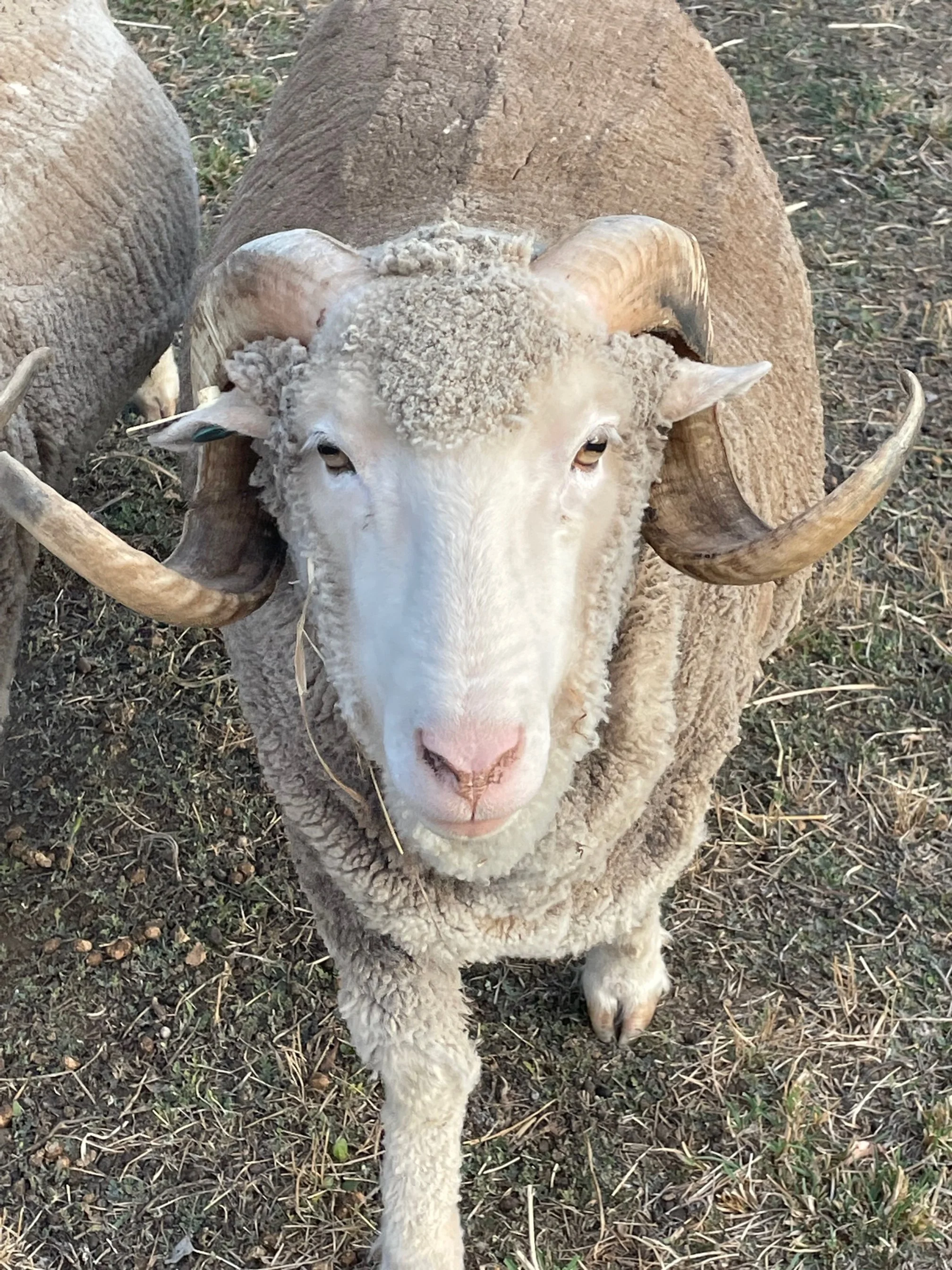 IMG_3538 Timmy 1 468 RLoader.jpg