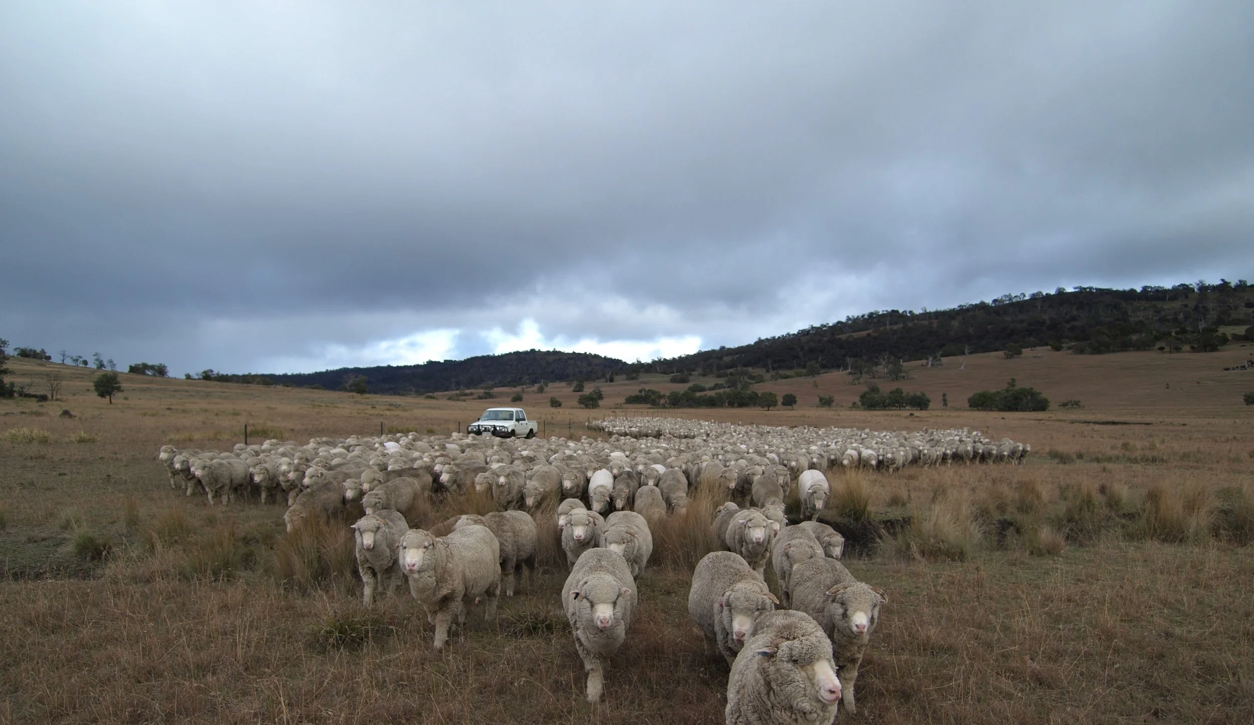 58a - wethers on the native grasslands.jpg