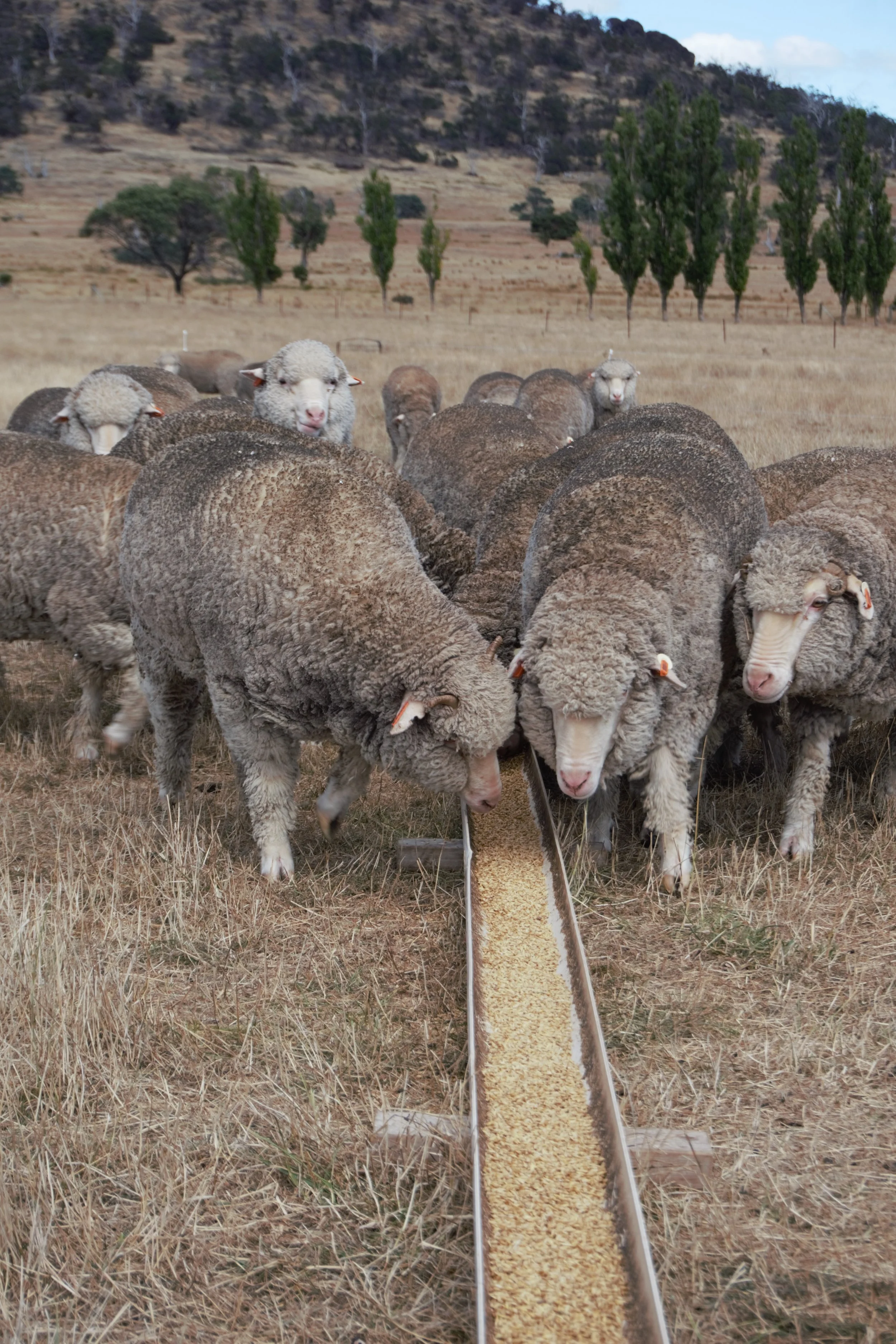 58c Towards carbon neutral.jpg