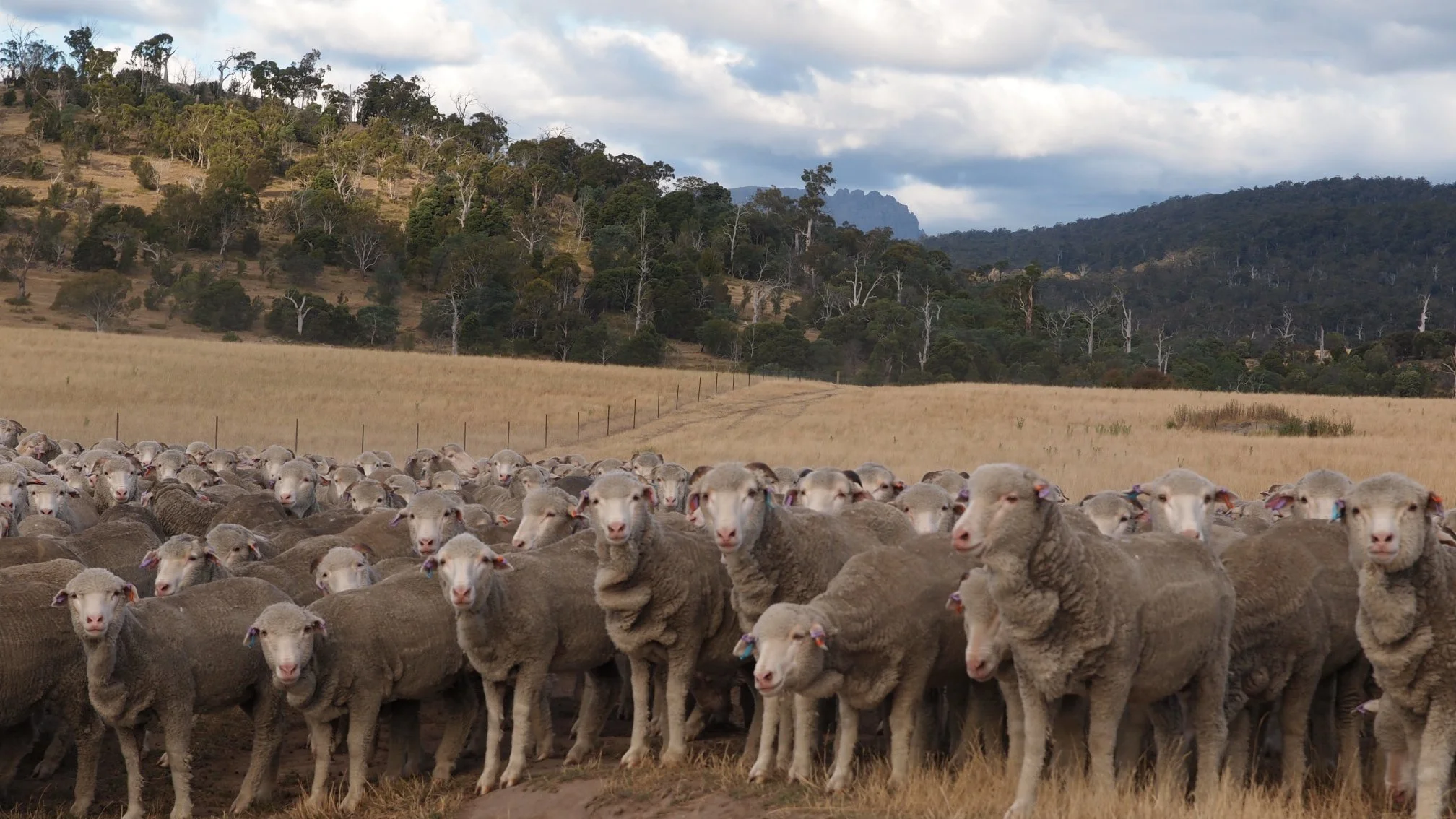 58 - Saxon hoggets - backdrop Stack's Bluff.jpg