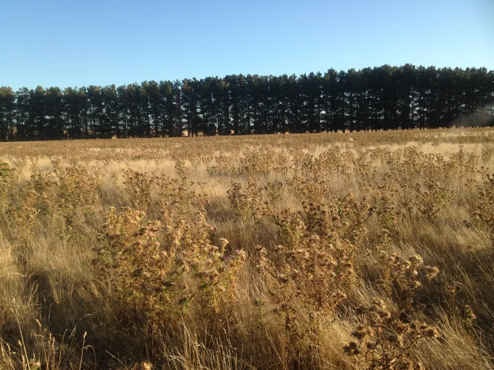 Alternative land use.jpg