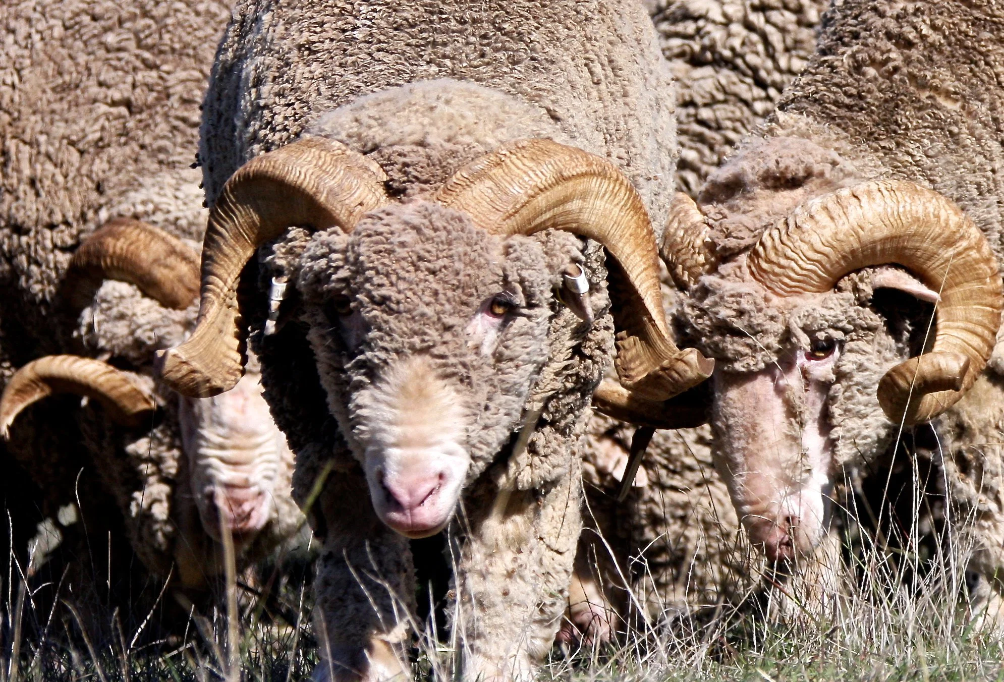 67d - Me and my mates - Cooradigbee, Wee Jasper.jpg