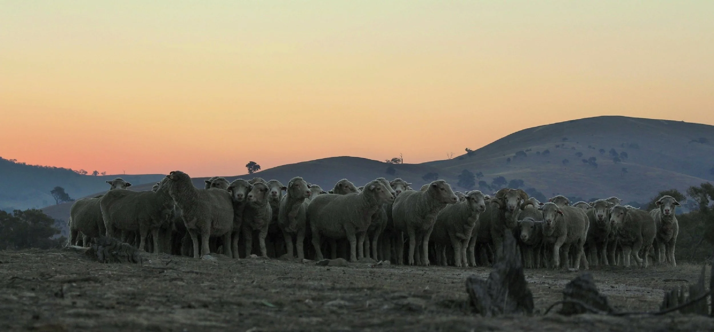 501 A Fine Sunset 2.jpg