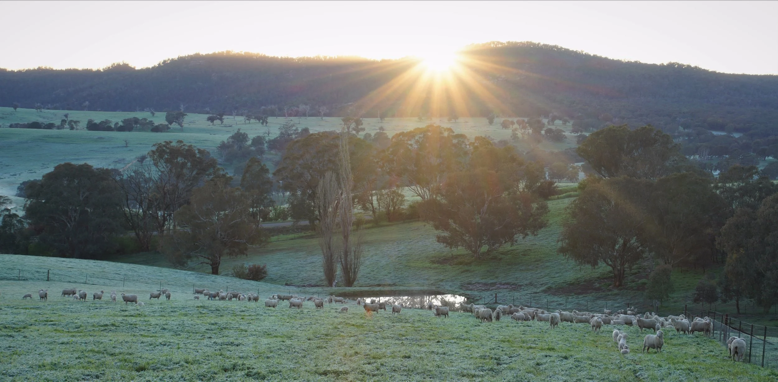 Ewes and lambs at sunrise 305a.JPG