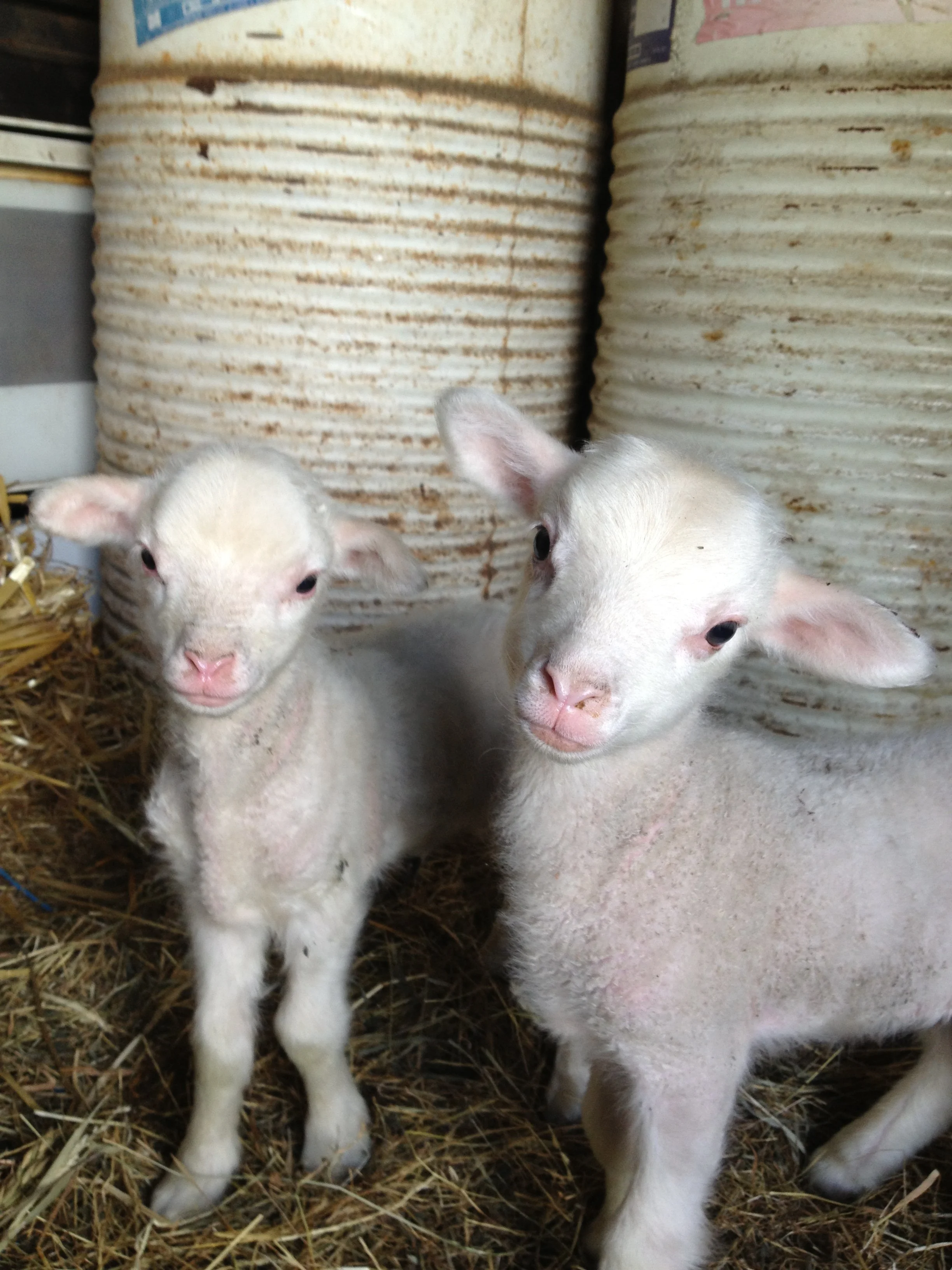 534 Inquisitive Lambs.jpg