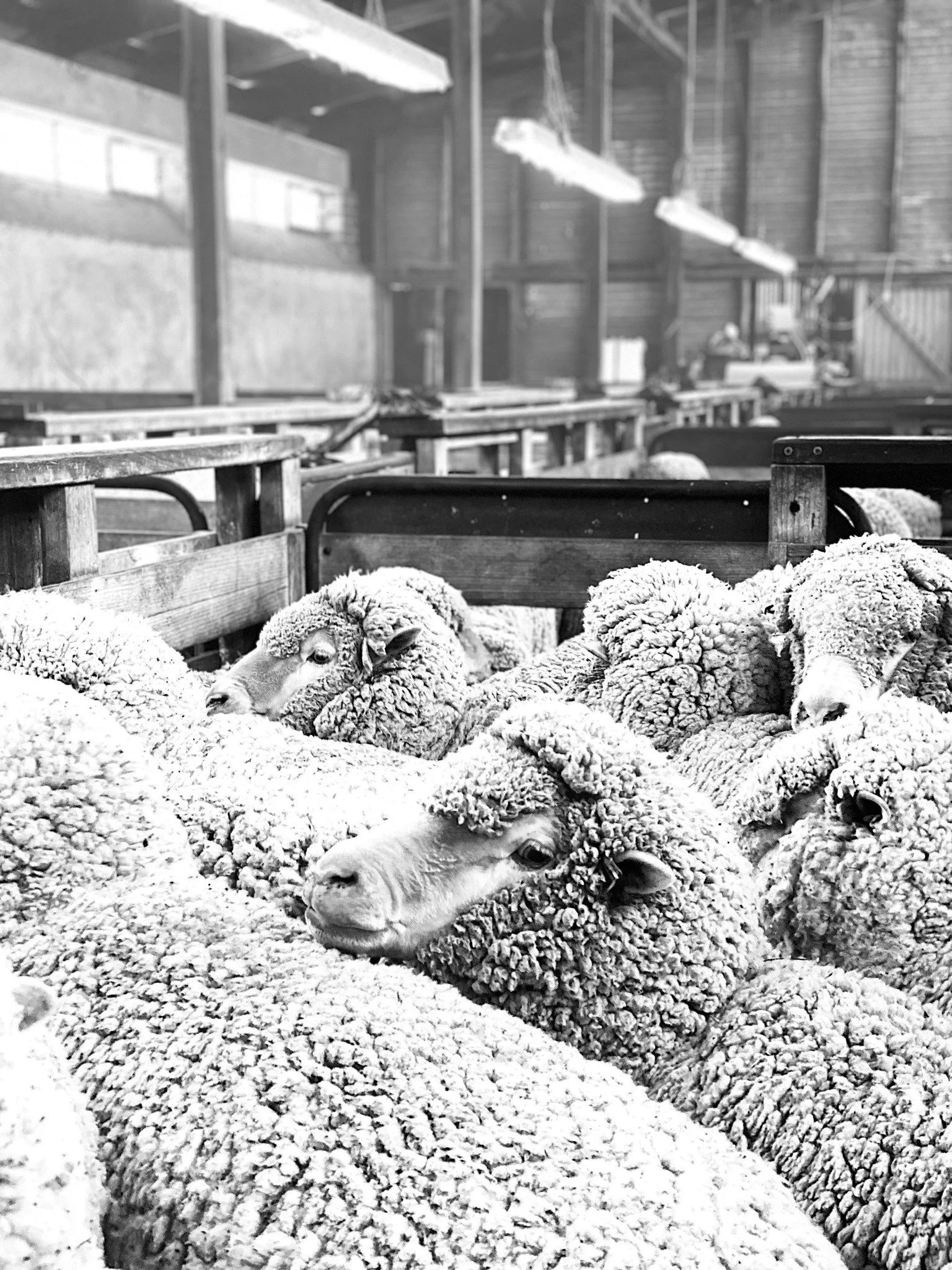 14JB Woolly Waiting.jpg