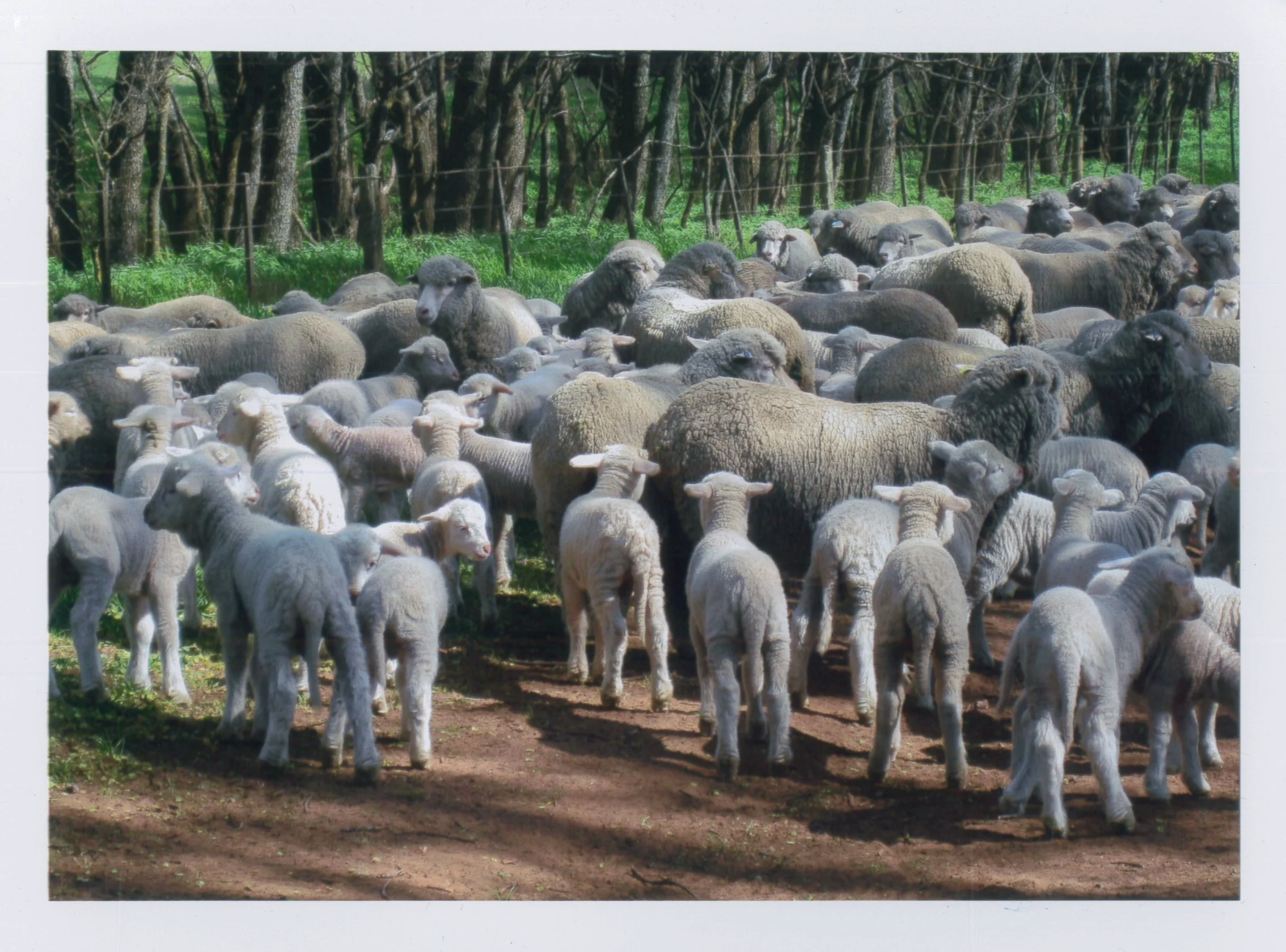 368 - VT - Ewes & Lambs.jpg