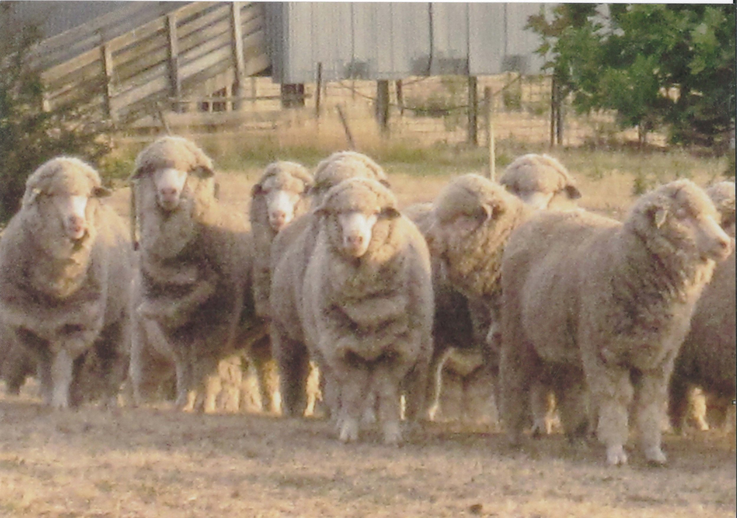 563 Stud Ewes Evening.jpg