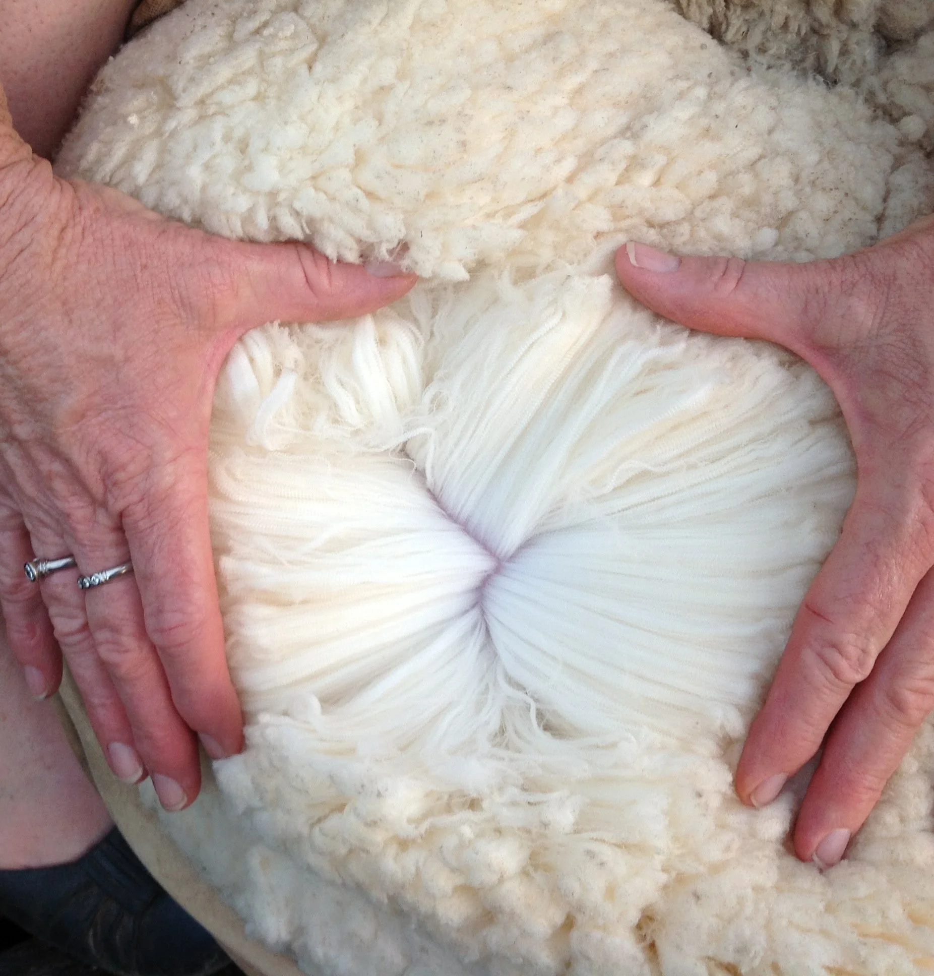 501 - For the Love of Ultrafine Merino.jpg