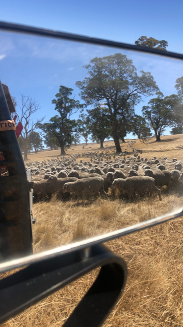 14e Mirror Image.png