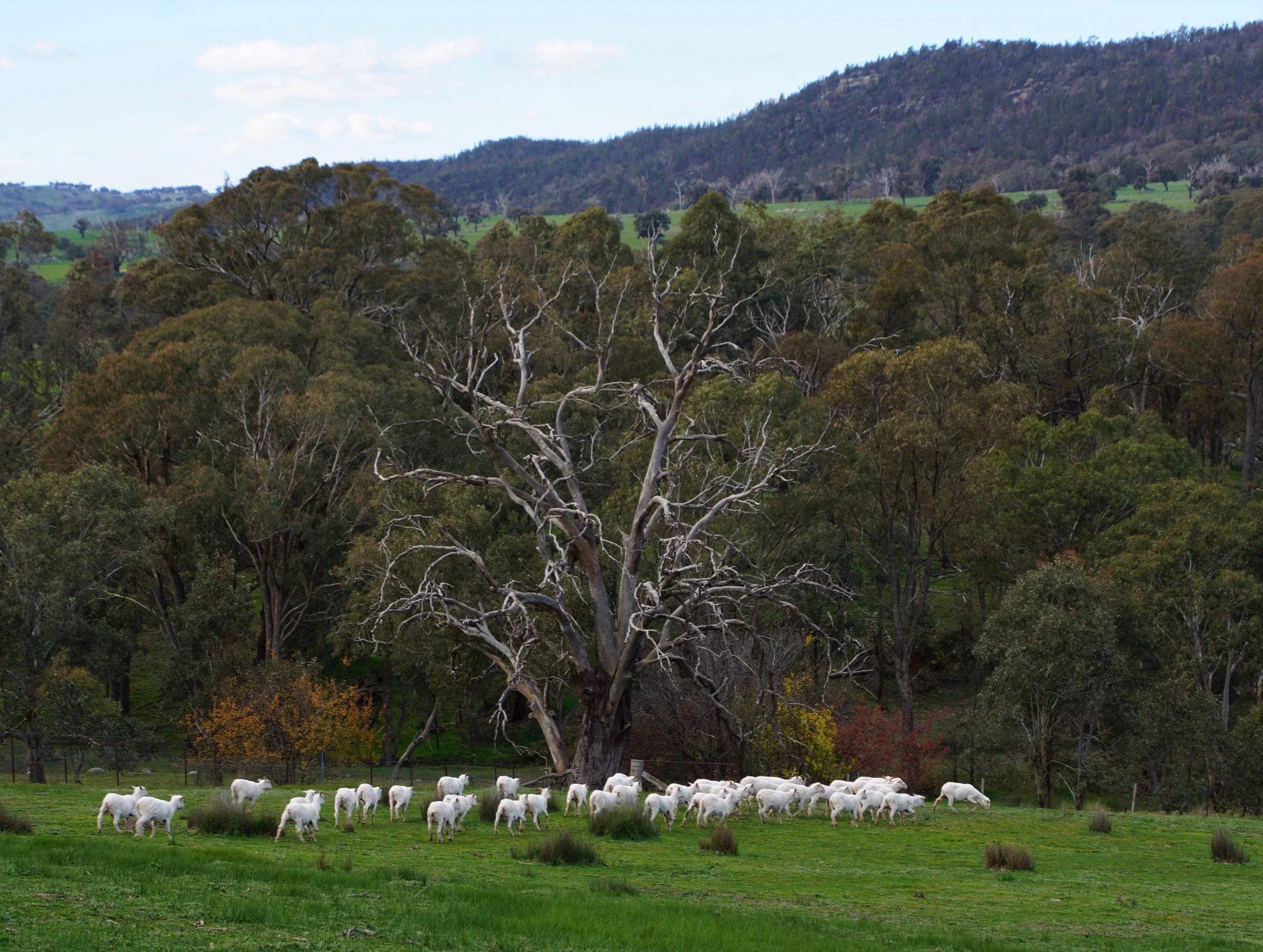 Heading back to their paddock 305b.JPG