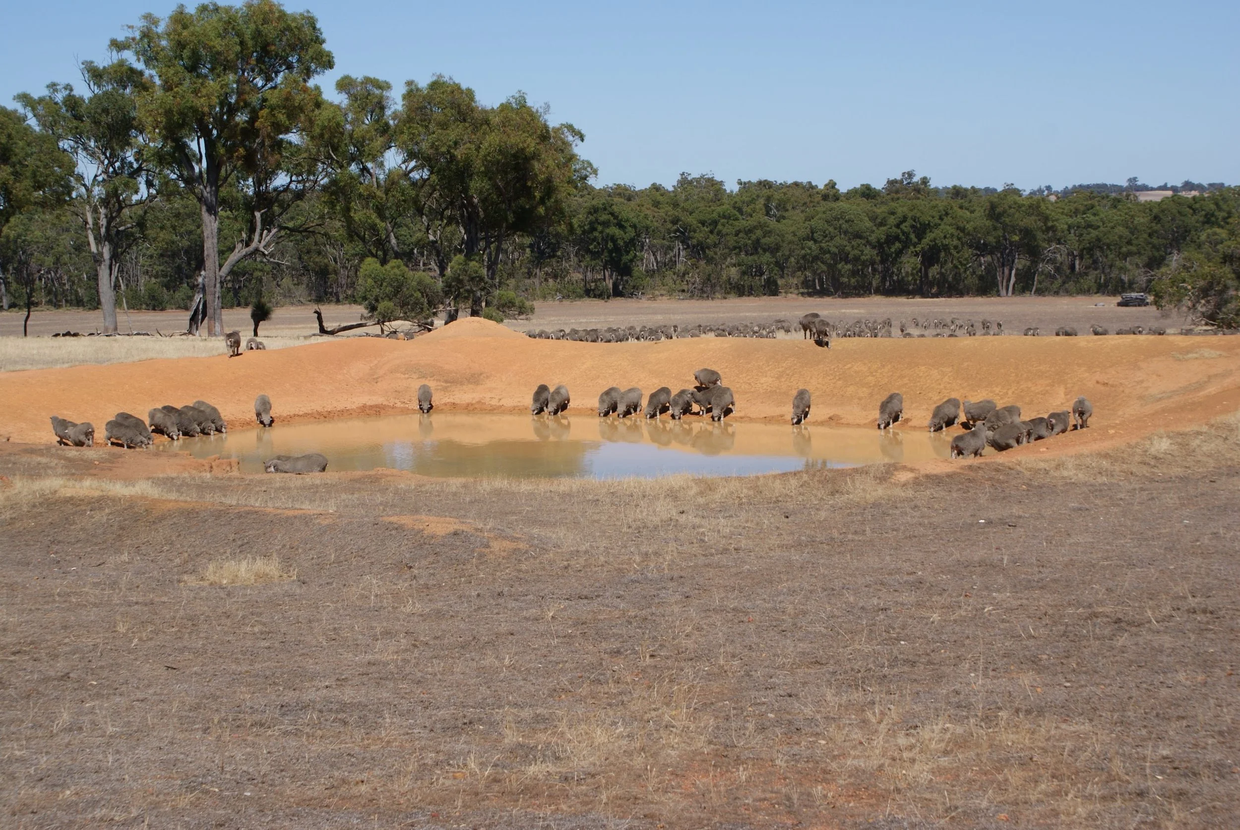 334- RR -Sheep drinking.jpg