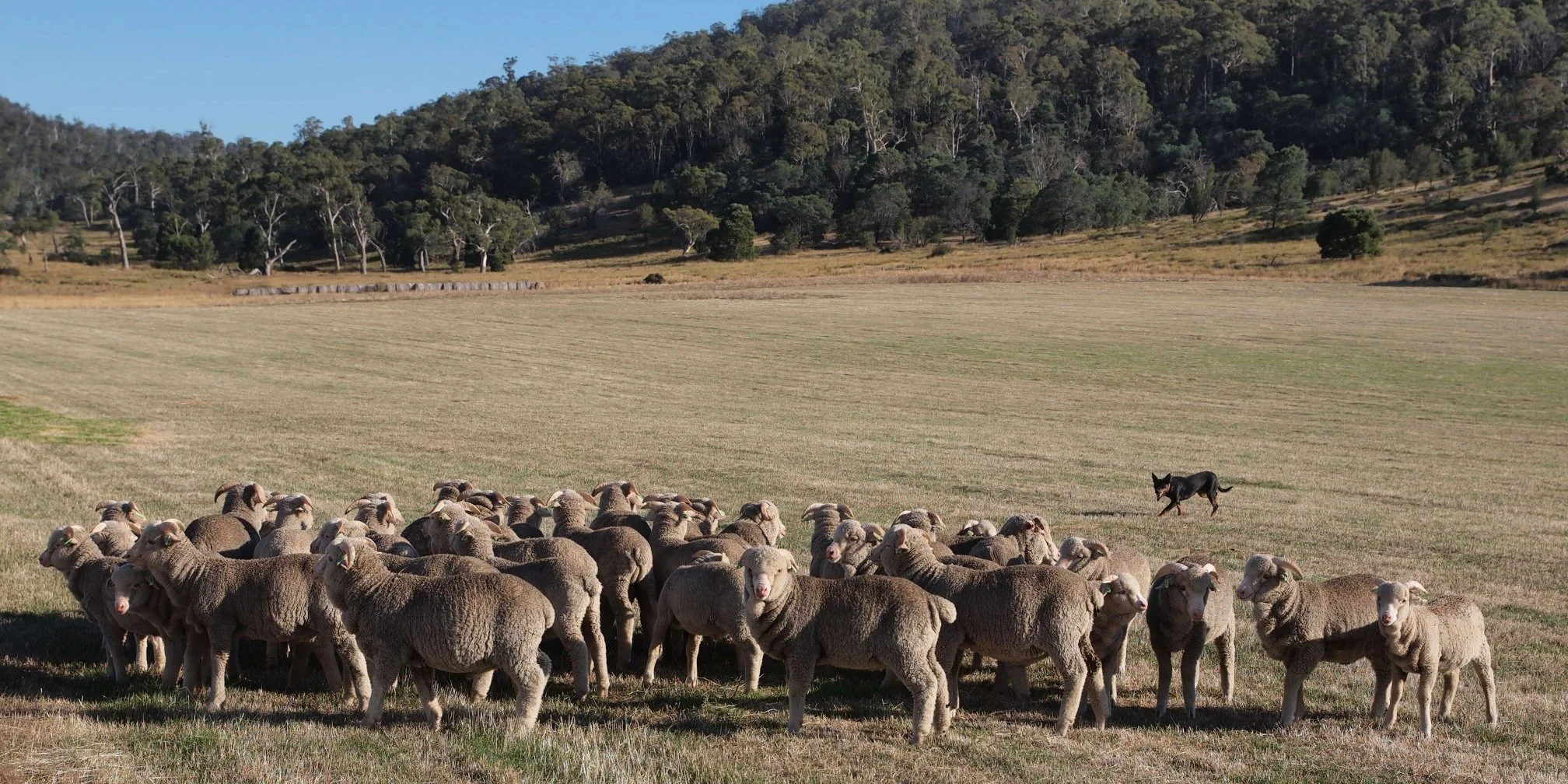 58 - Ram Lambs under a watchful eye.jpg
