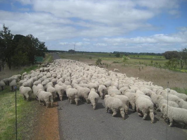 534 - EL - Droving Wethers.jpg