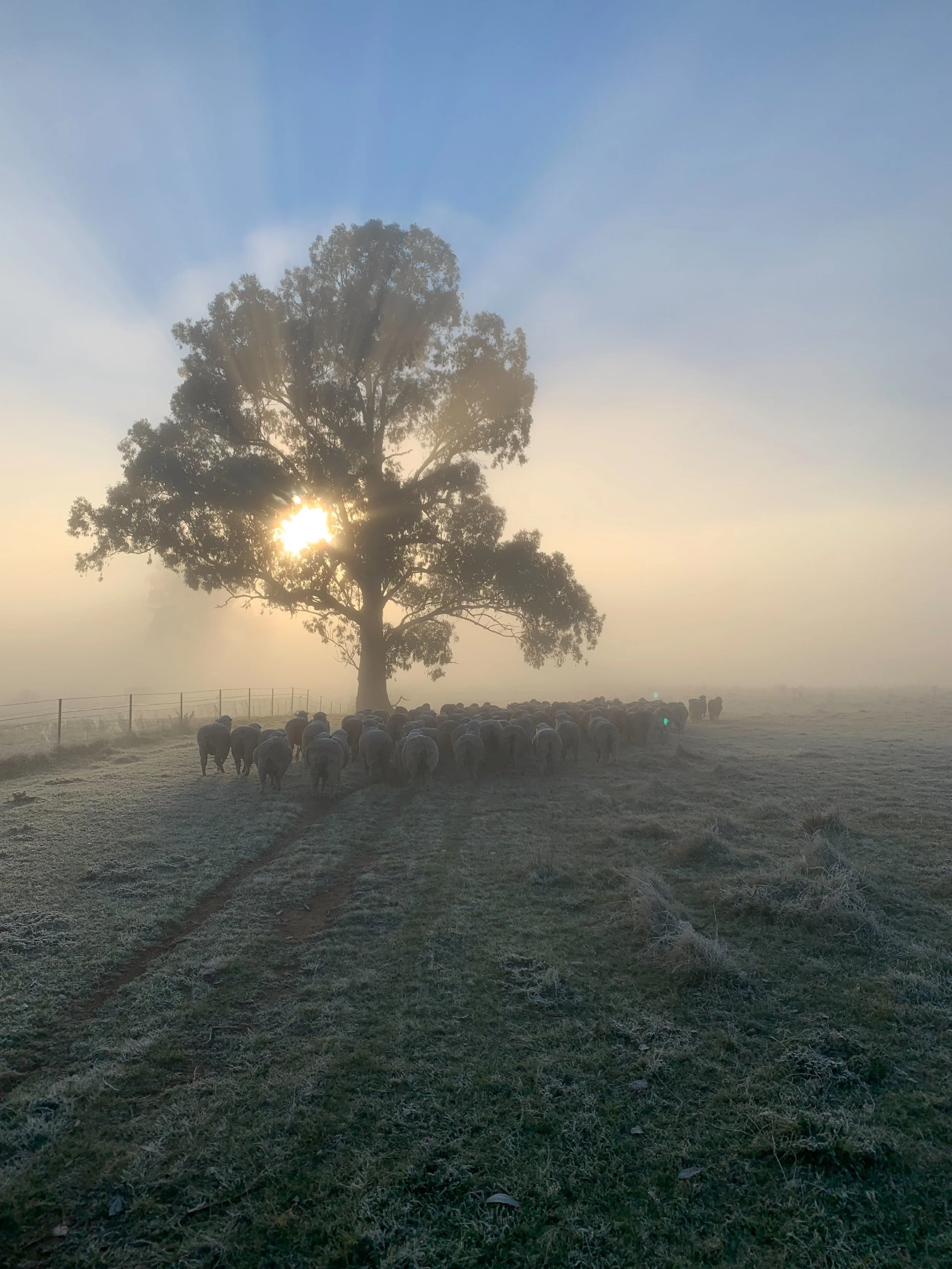 304 foggy driving CP .jpg