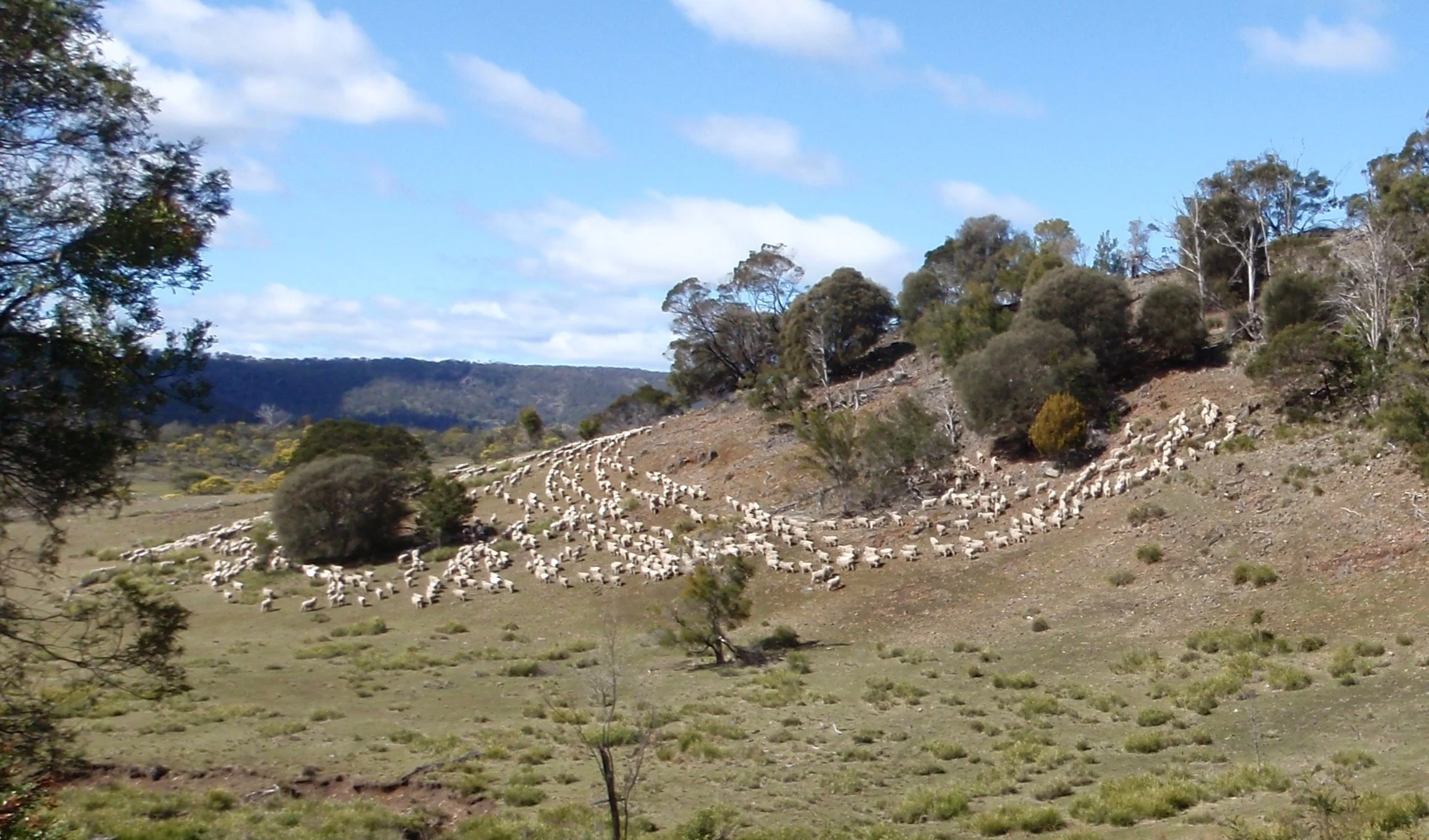 58e - shorn wethers in the bush.jpg