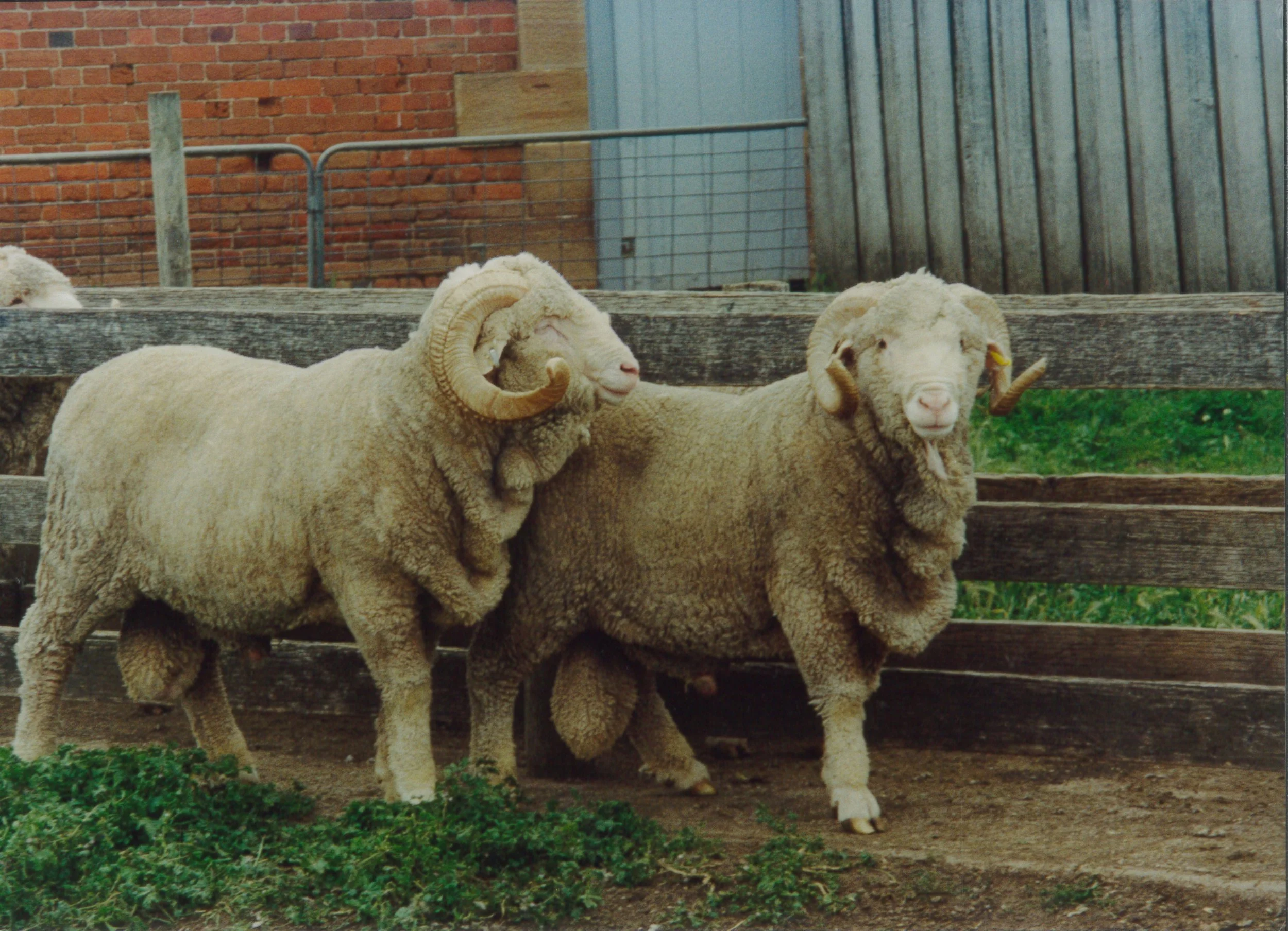 563 Stud Rams.jpg