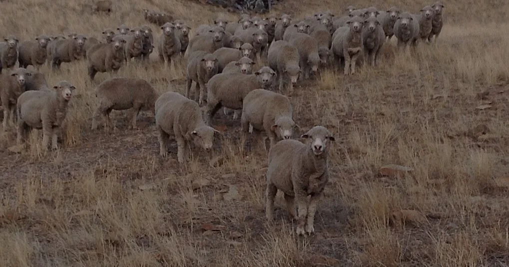 501 - The Leading fibre.jpg