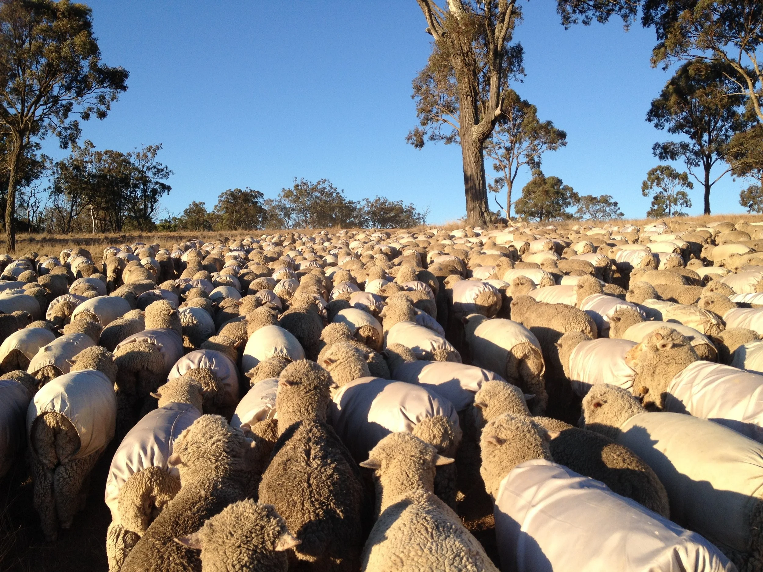 344 The Coats Returning to their Paddock 1.jpg