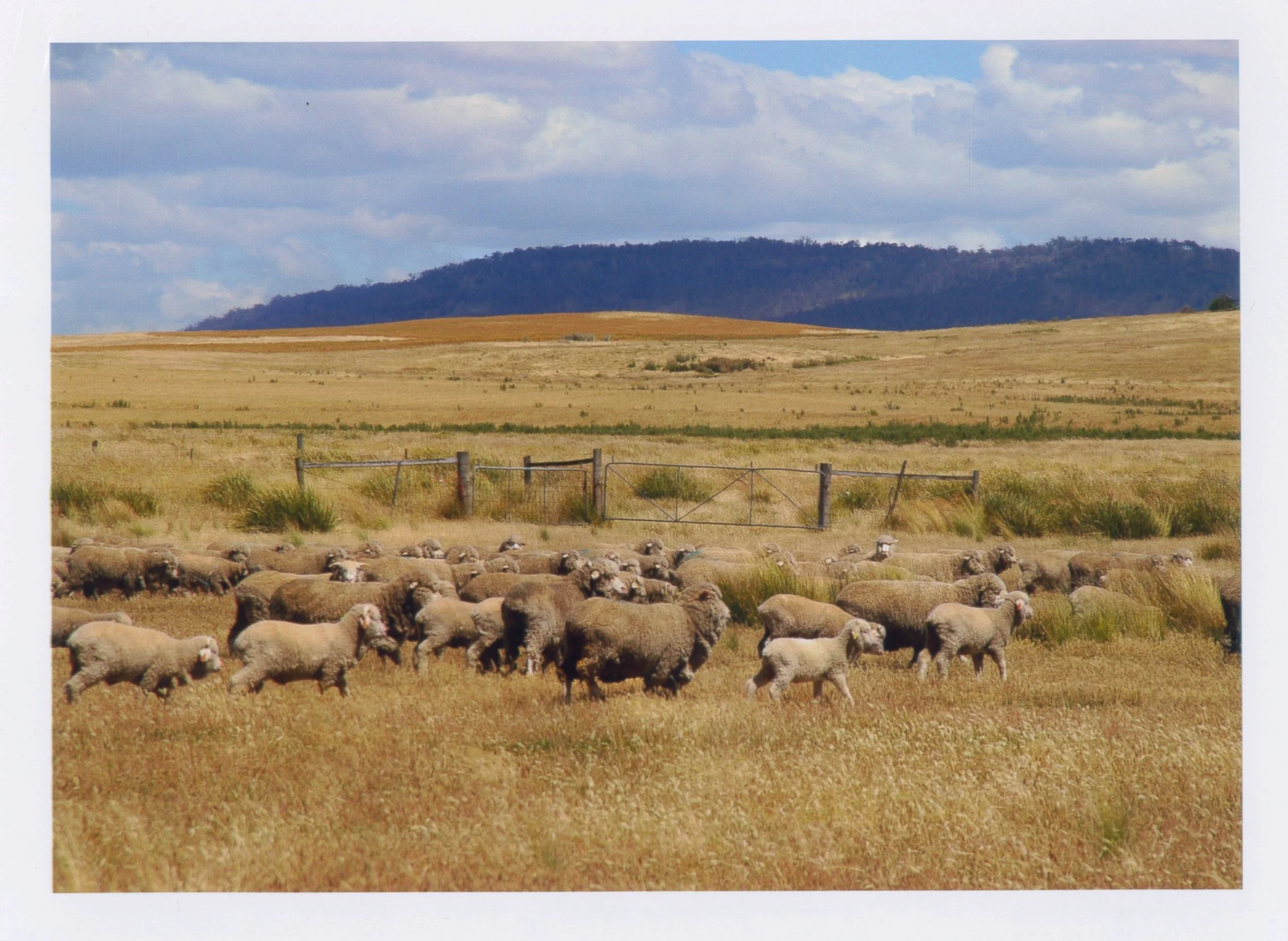 368 - VT - Summer Grazing.jpg