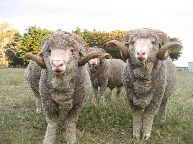 534 - ML -Superfine Rams at Attention.jpg