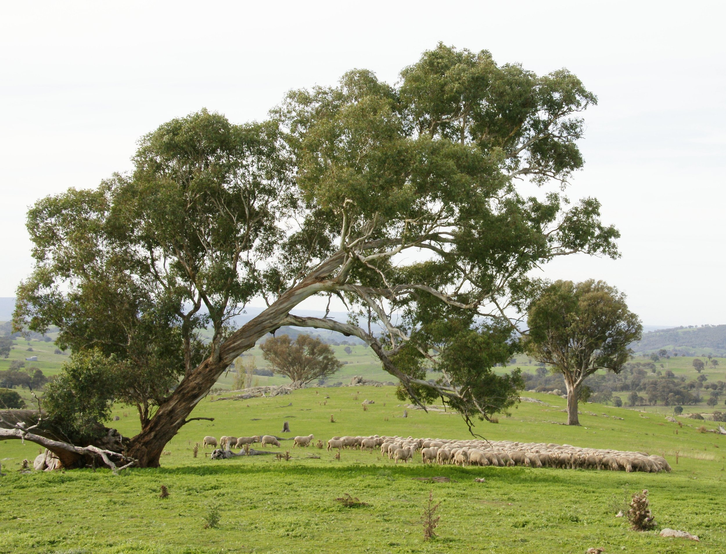 305 Sheep, chooks & horses 040.jpg