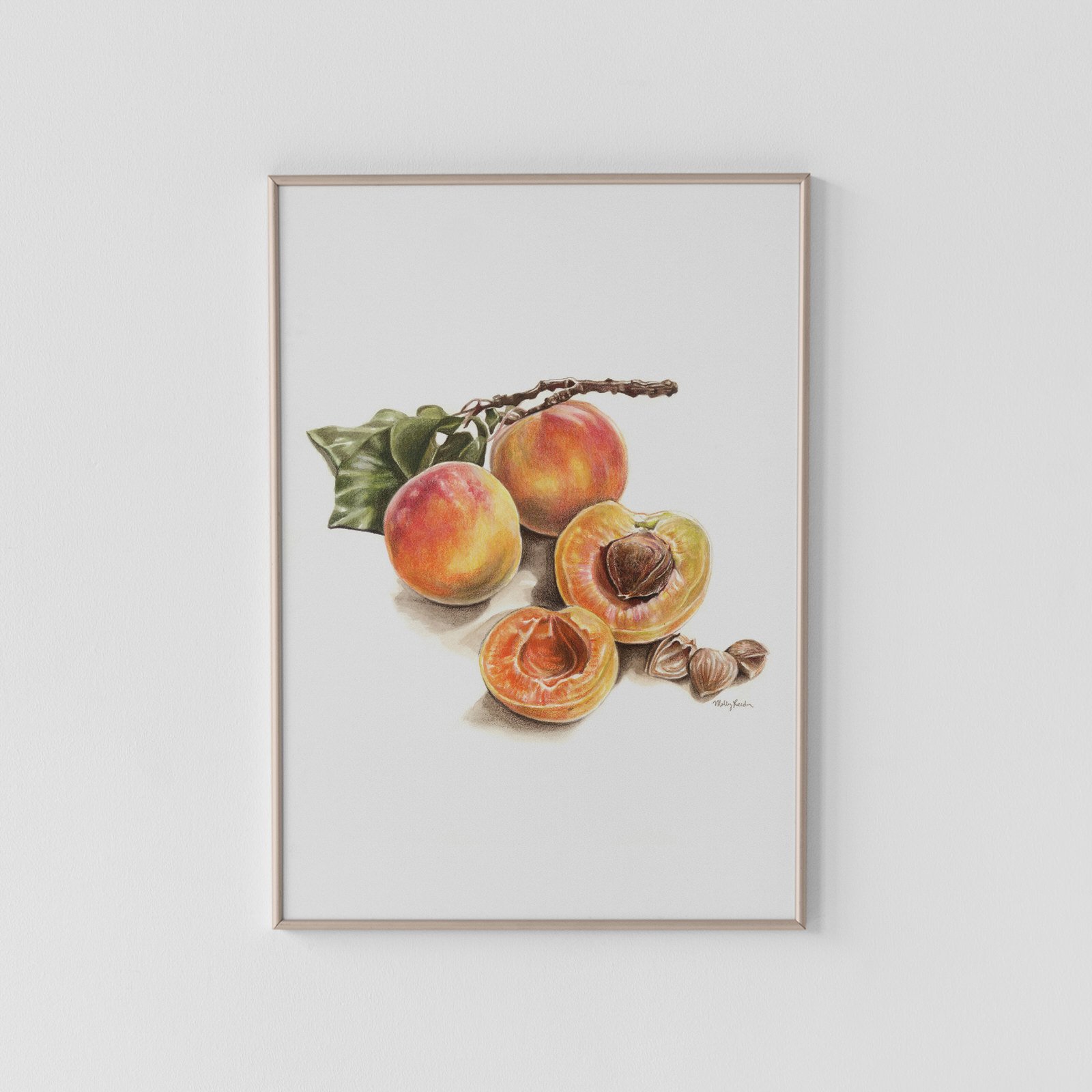 Apricot Archival Print