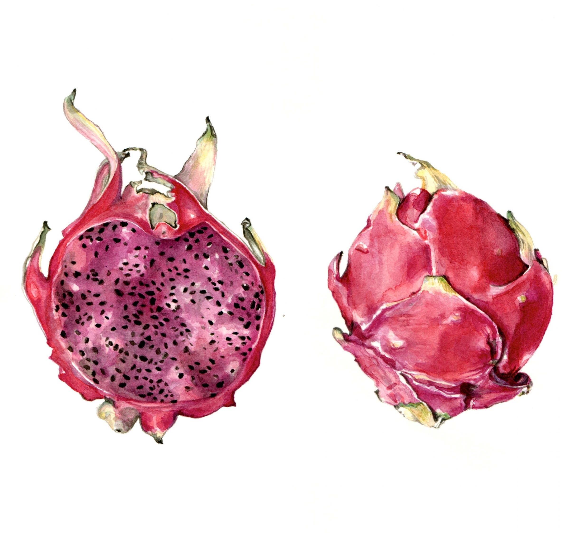 Dragonfruit, both inside and out. Painted in watercolor, available in prints.