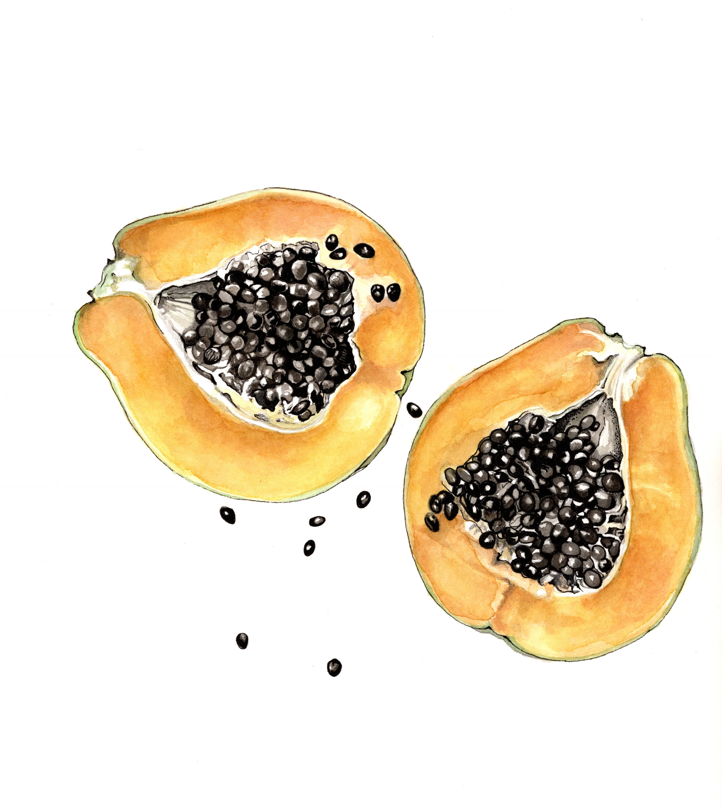 Papaya painted in watercolor. Available in prints.