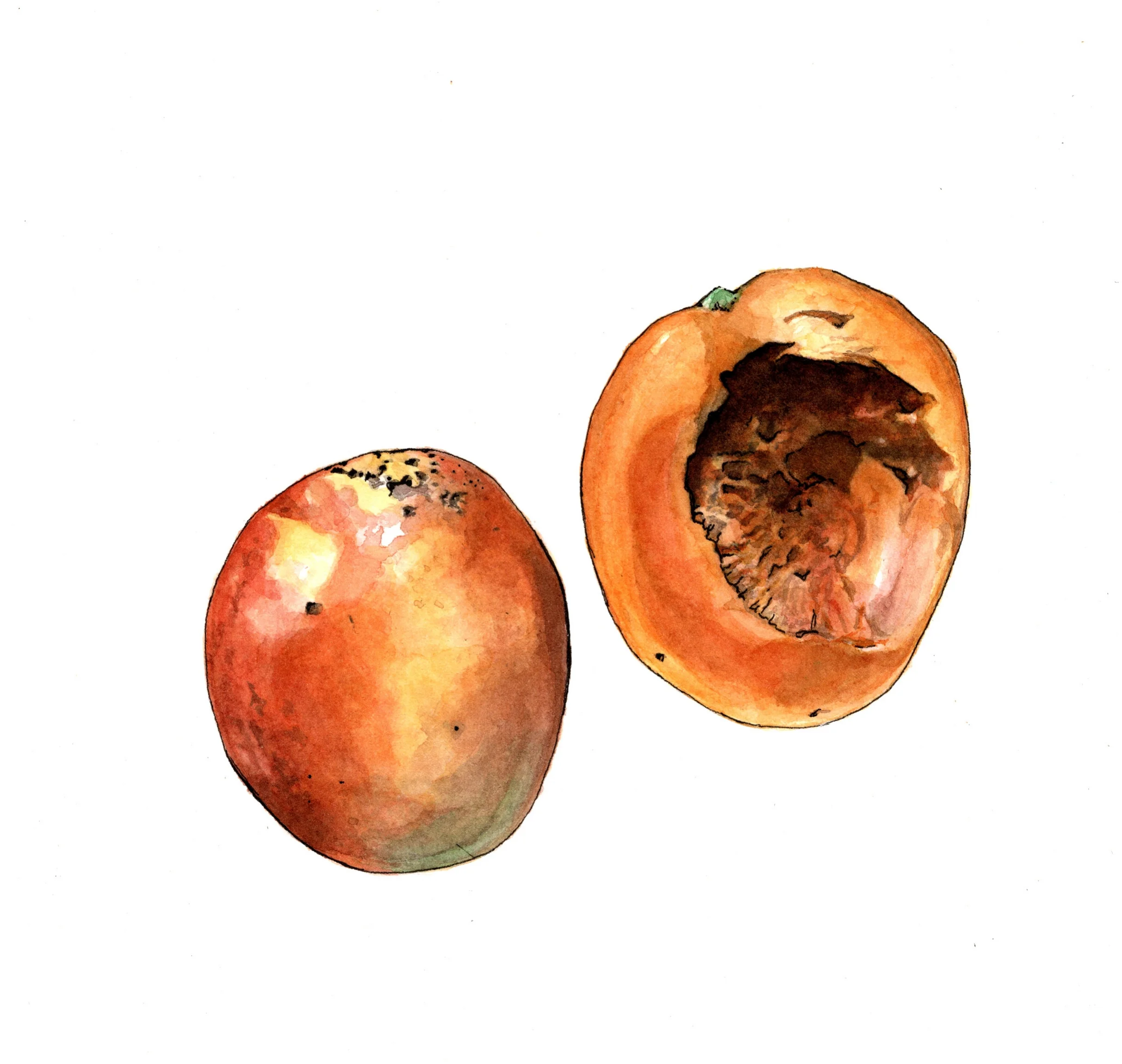Mango watercolor. Available as a giclee print or card in my online store.